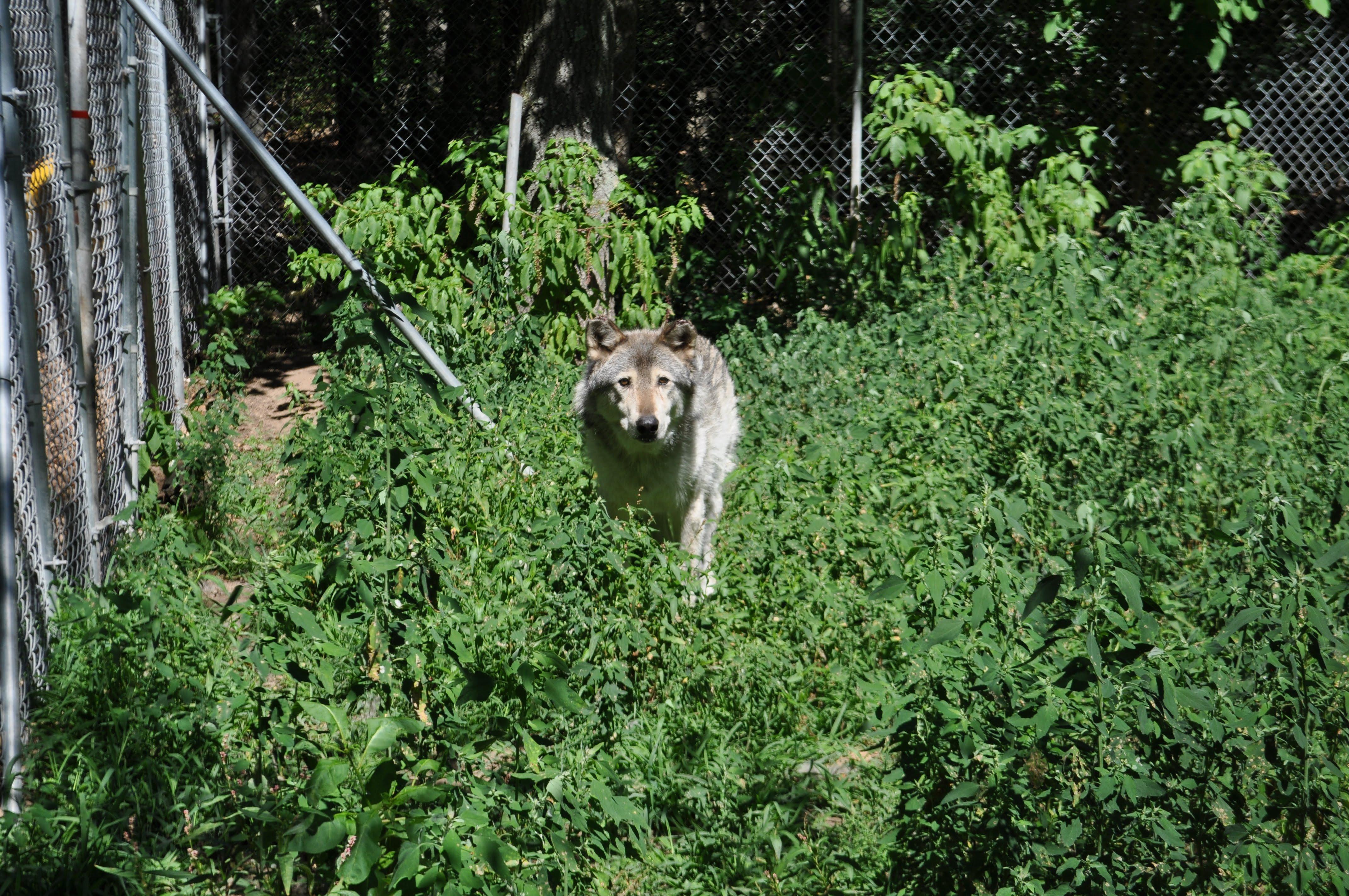 Howling Timbers Animal Sanctuary