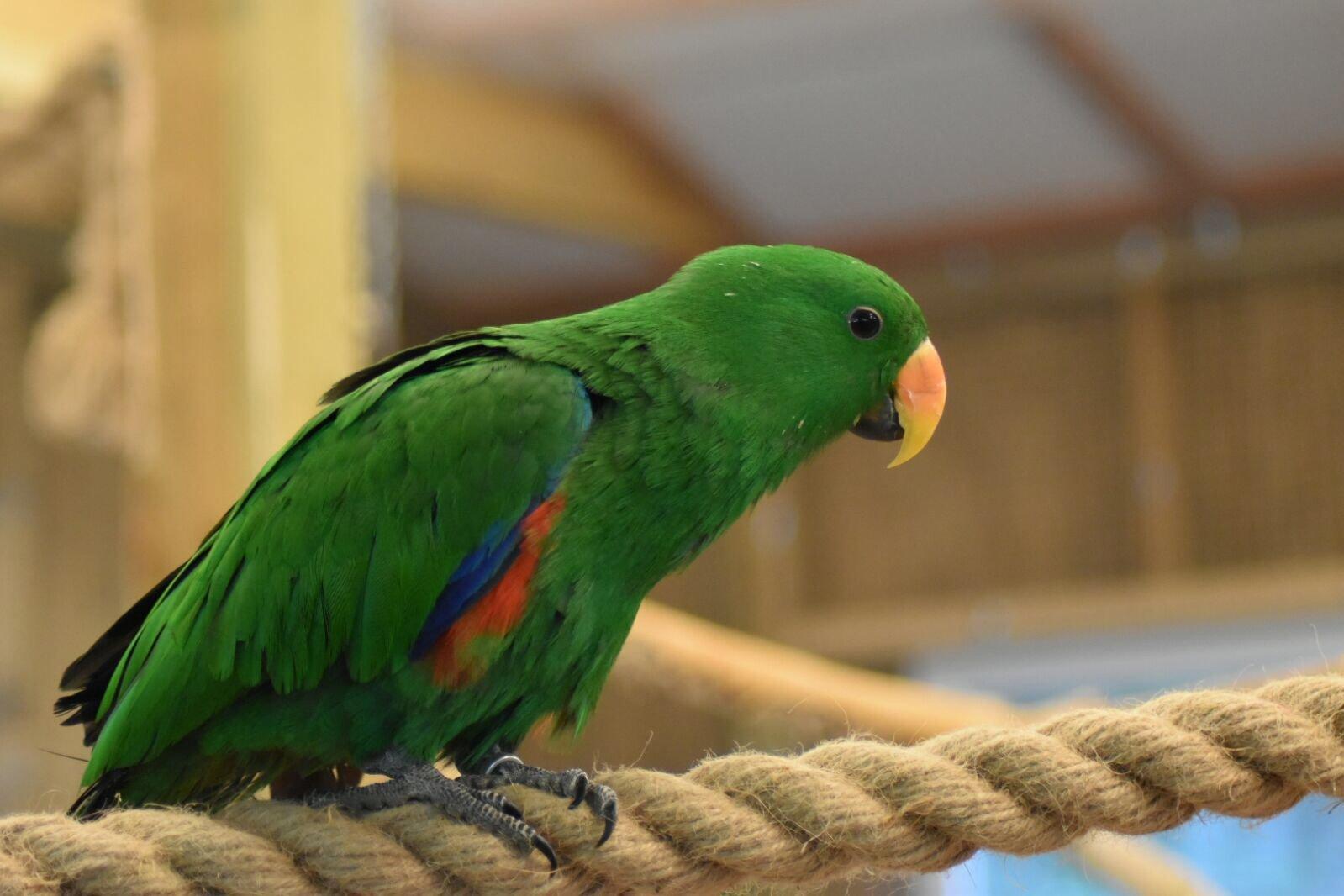 Papugarnia Pobierowo