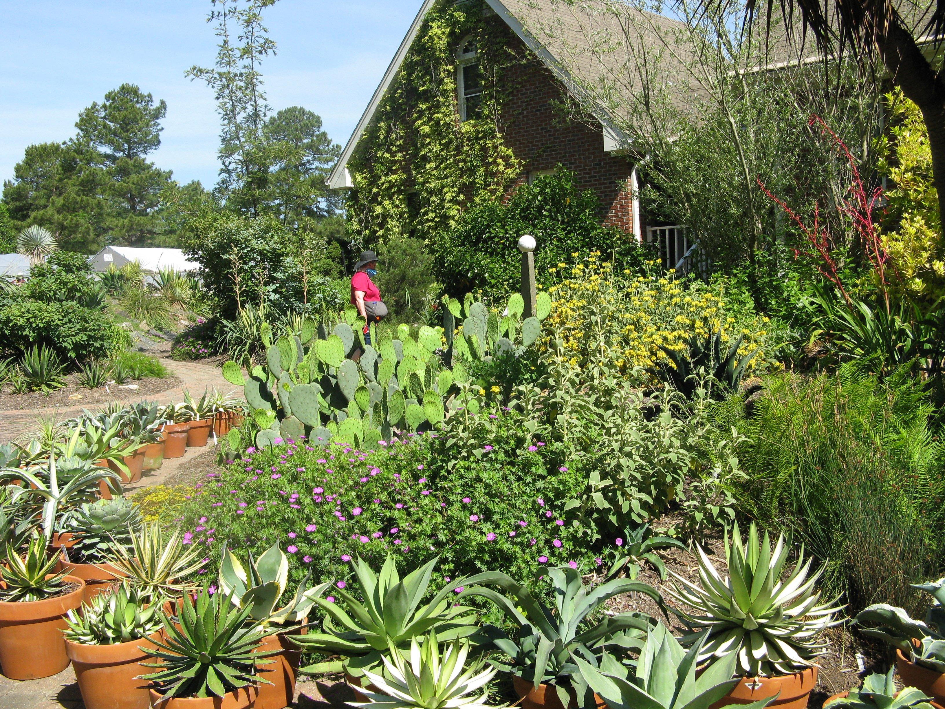 Plant Delights Nursery