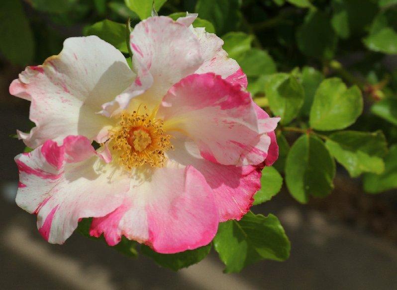 Photo by jimkT3841HO