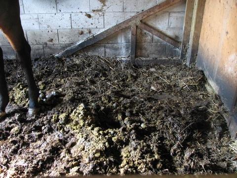 Club Hipico Montecarmelo