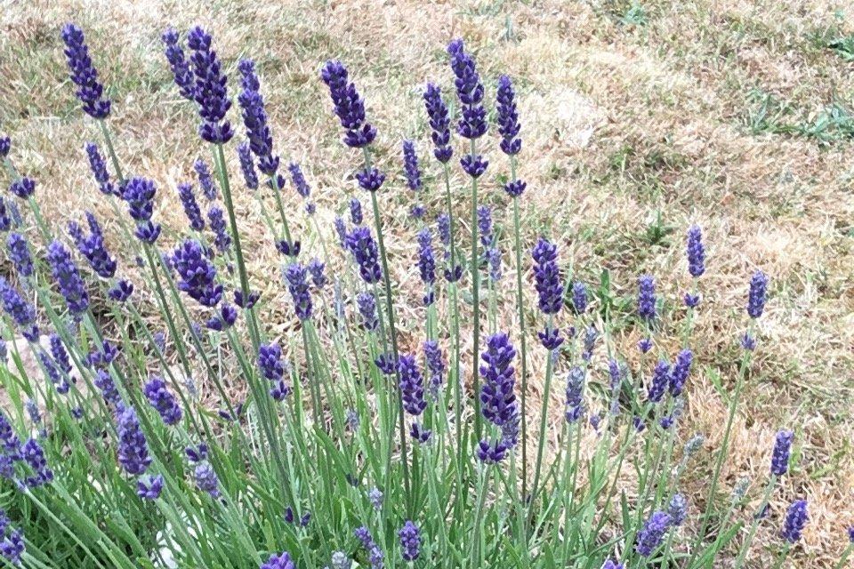 Cornish Lavender