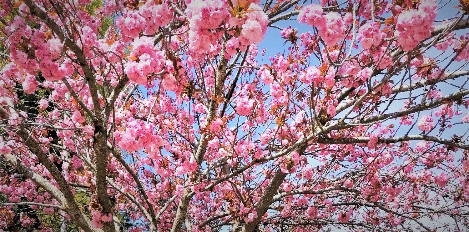 Photo by massageAsukaDes