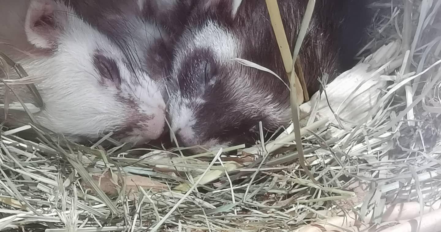 Zoo Johns kleine Farm