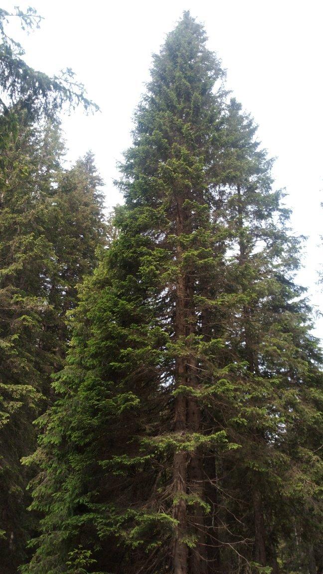 Centro visitatori di Paneveggio