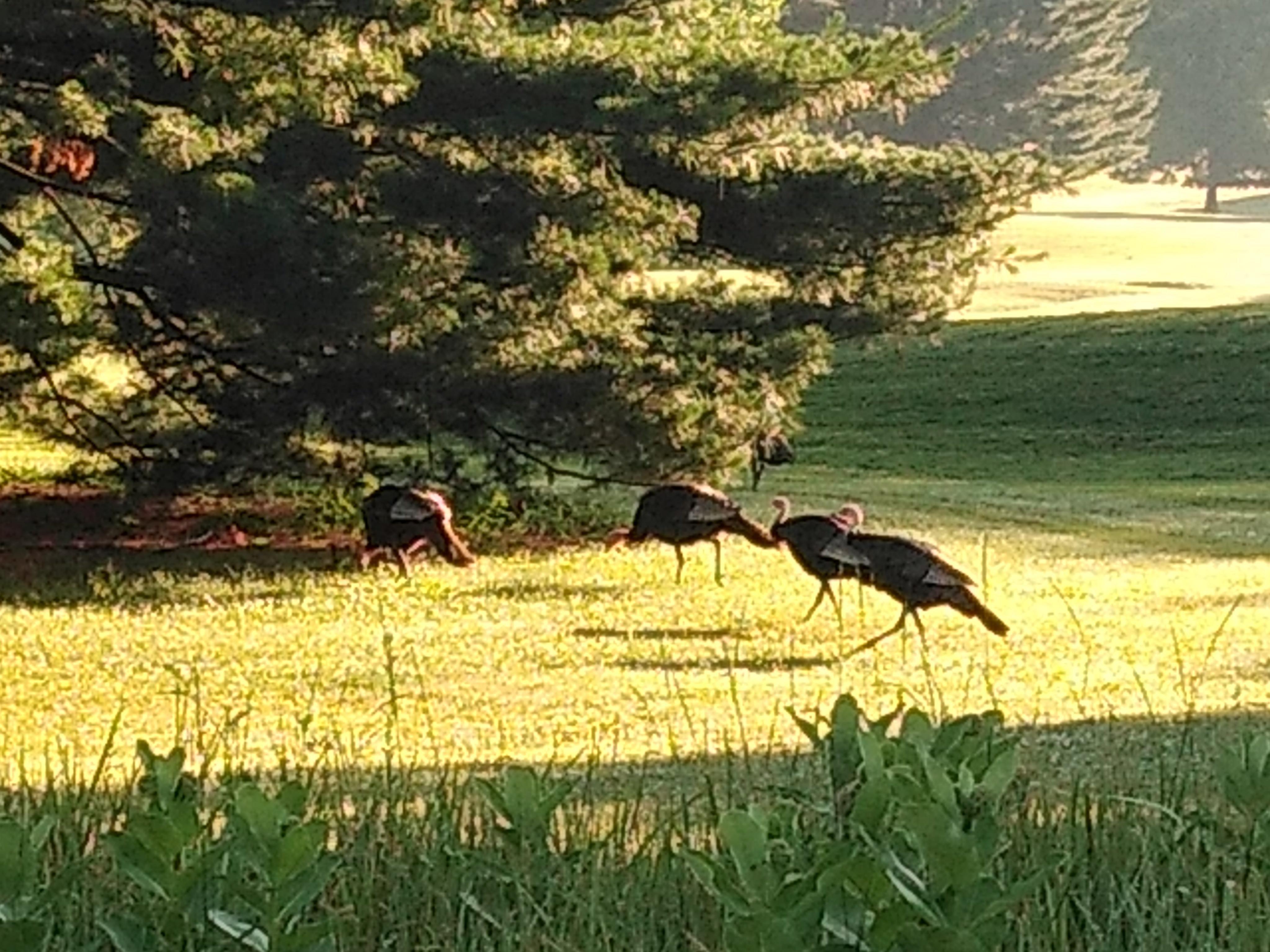 Cascades Golf Course