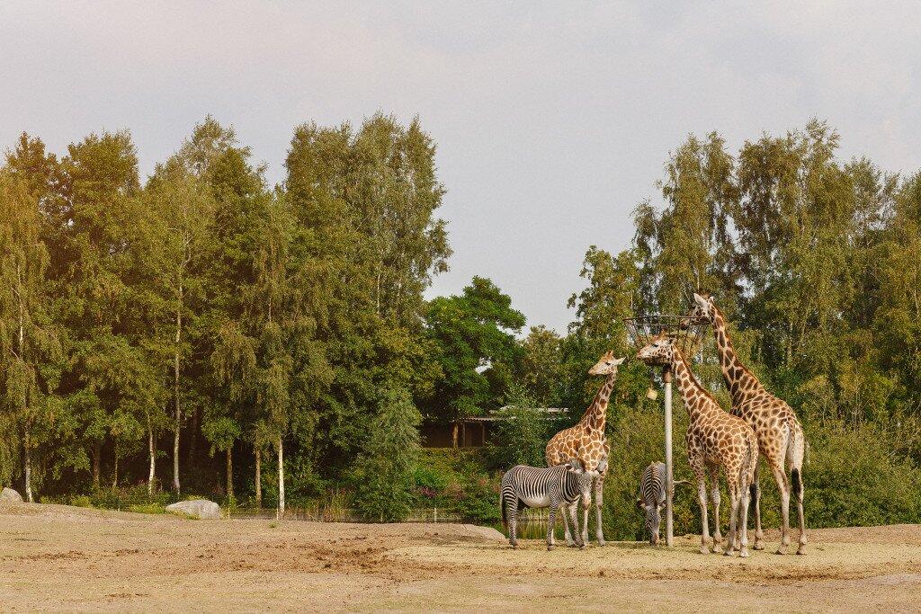 Safaripark Beekse Bergen