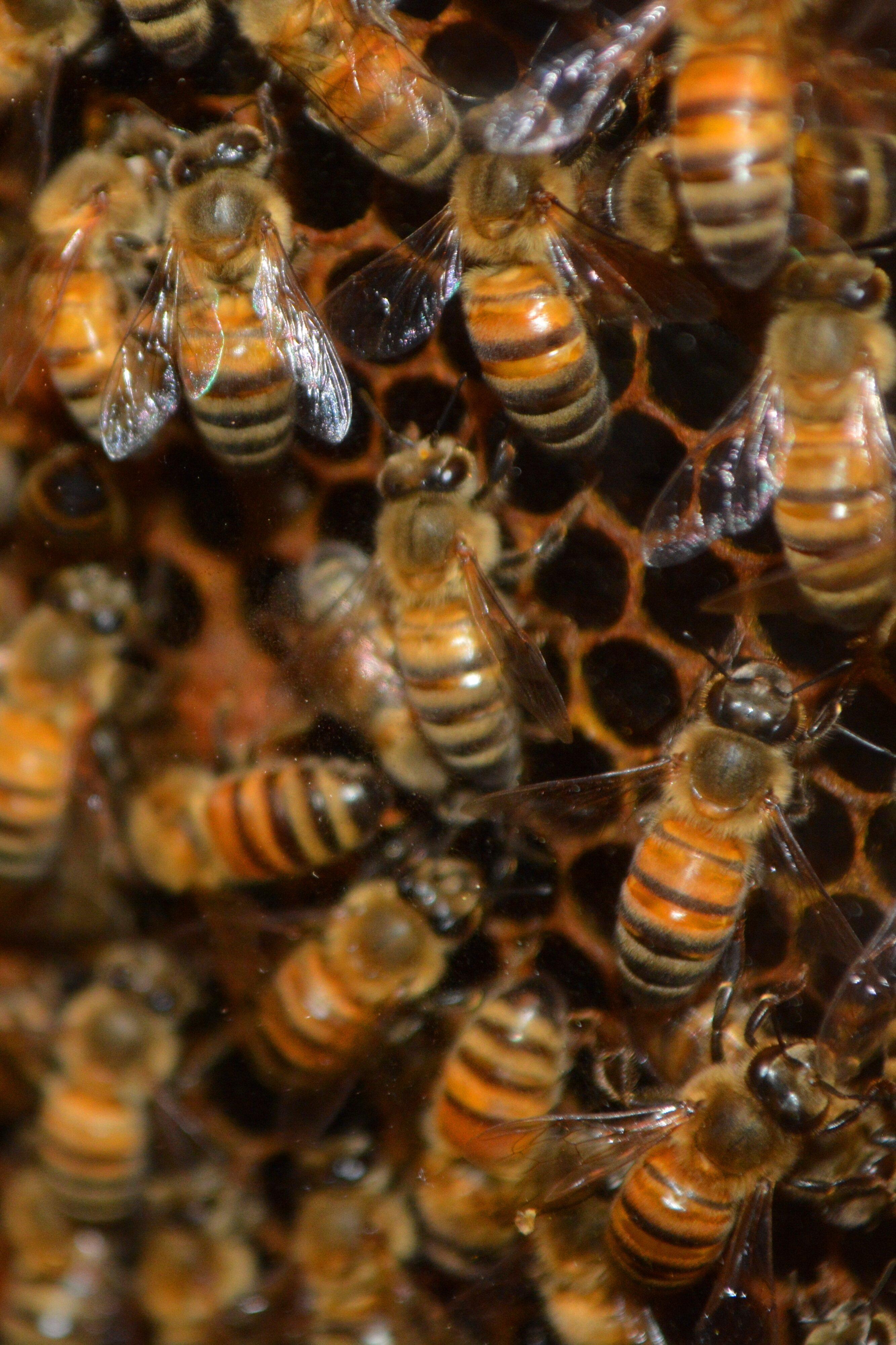 Belfast Maine Farmers Market