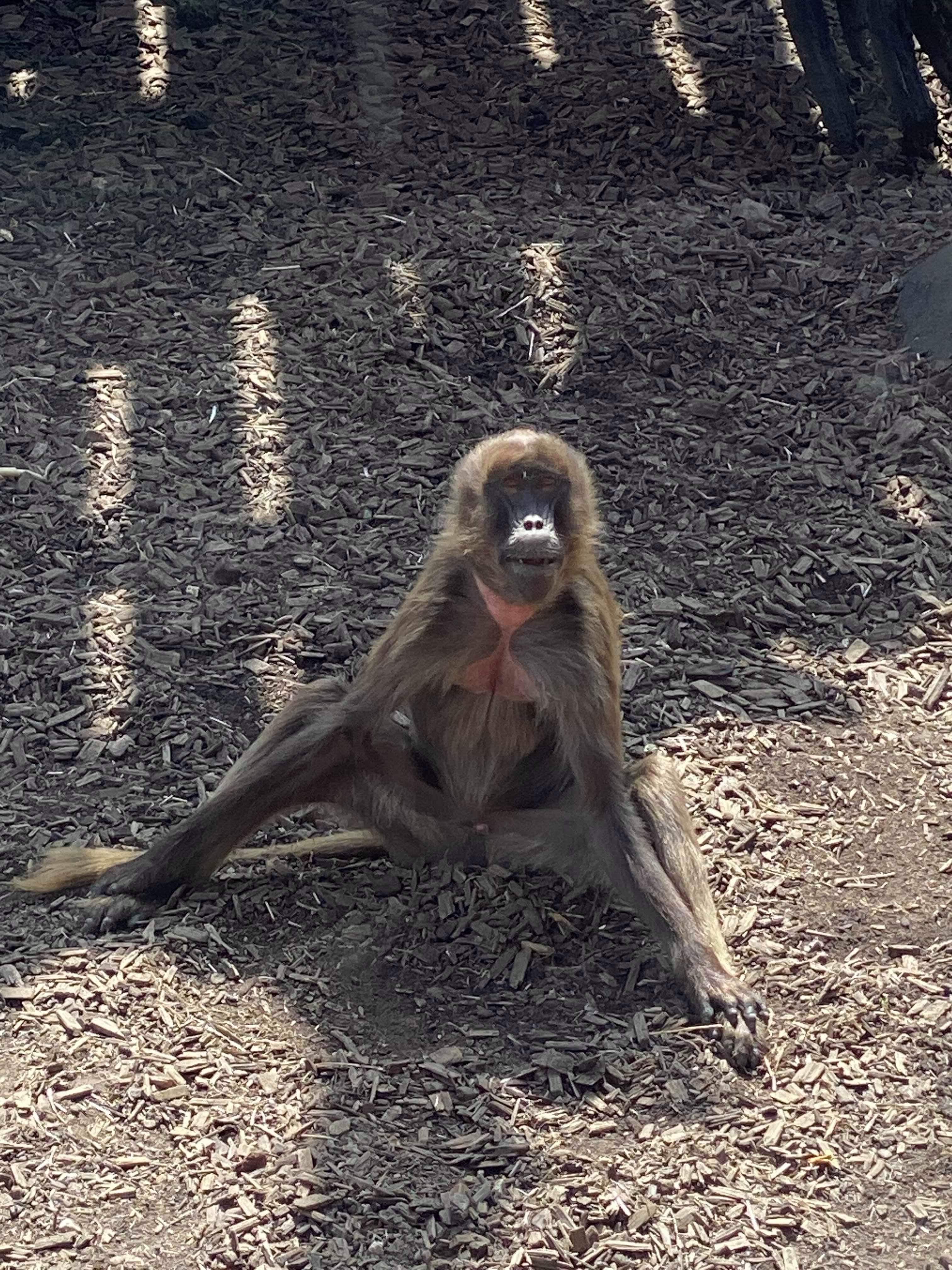 Britannia Kebab and Fish Bar