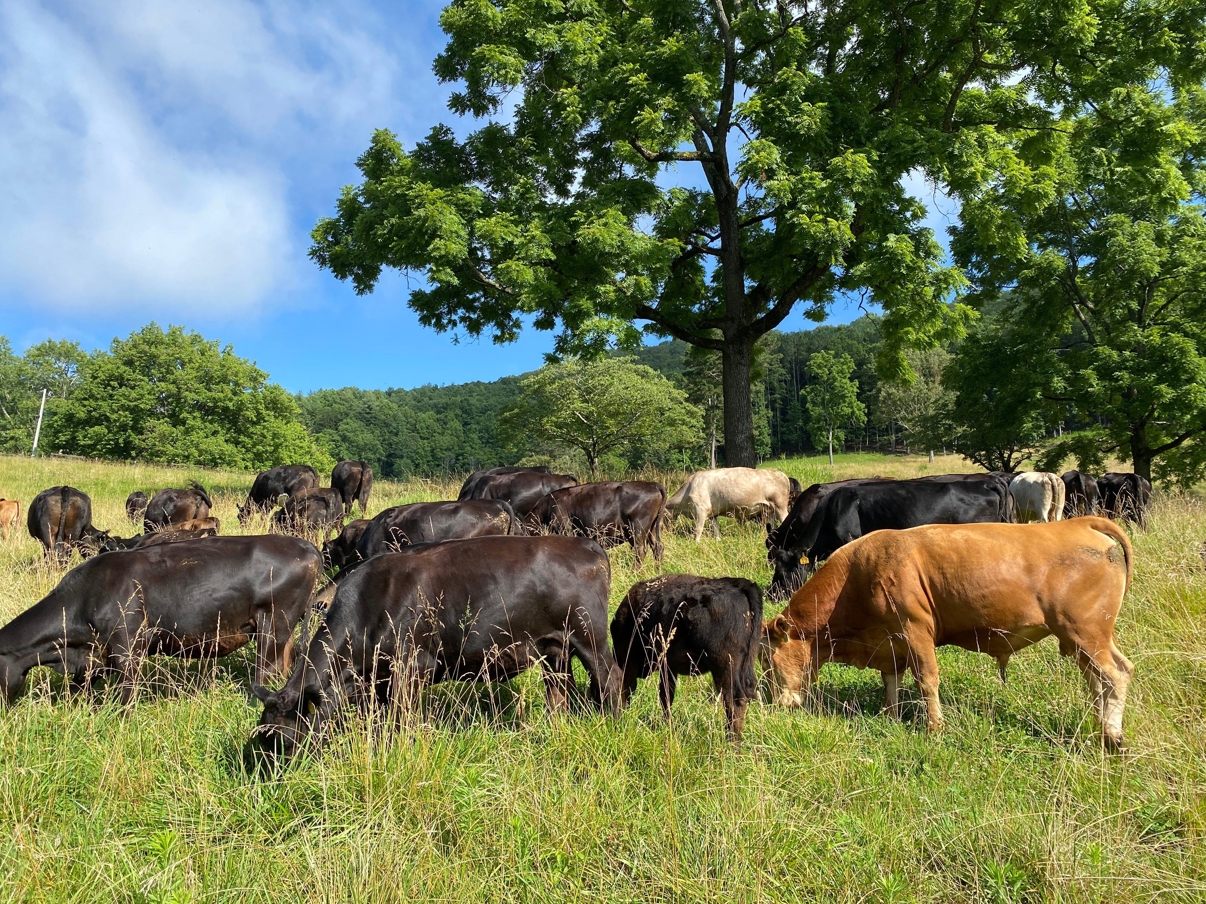 Walnut Hollow Ranch LLC