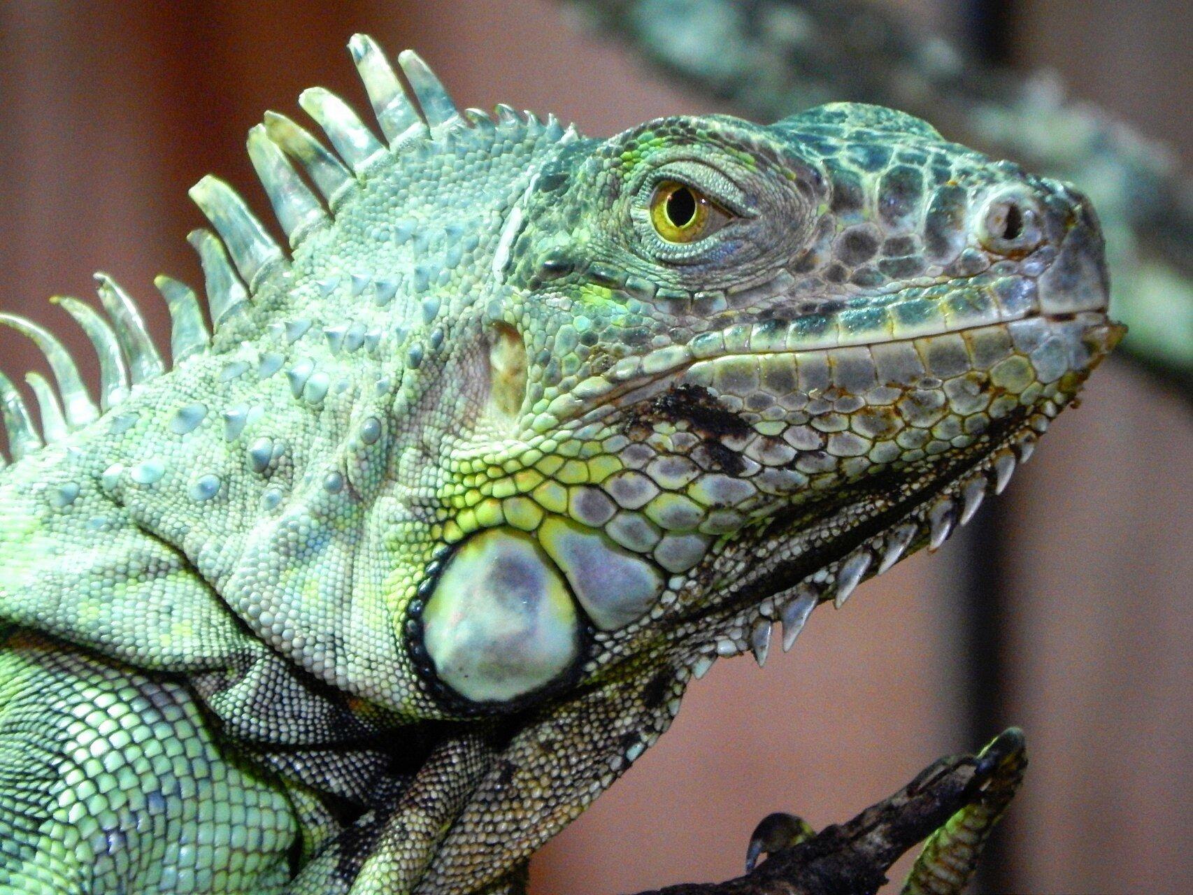 Padiparc - Parc Zoologique