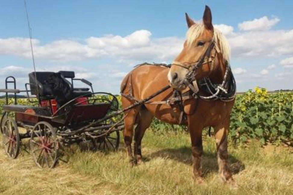 Ballades Calèche Montbron