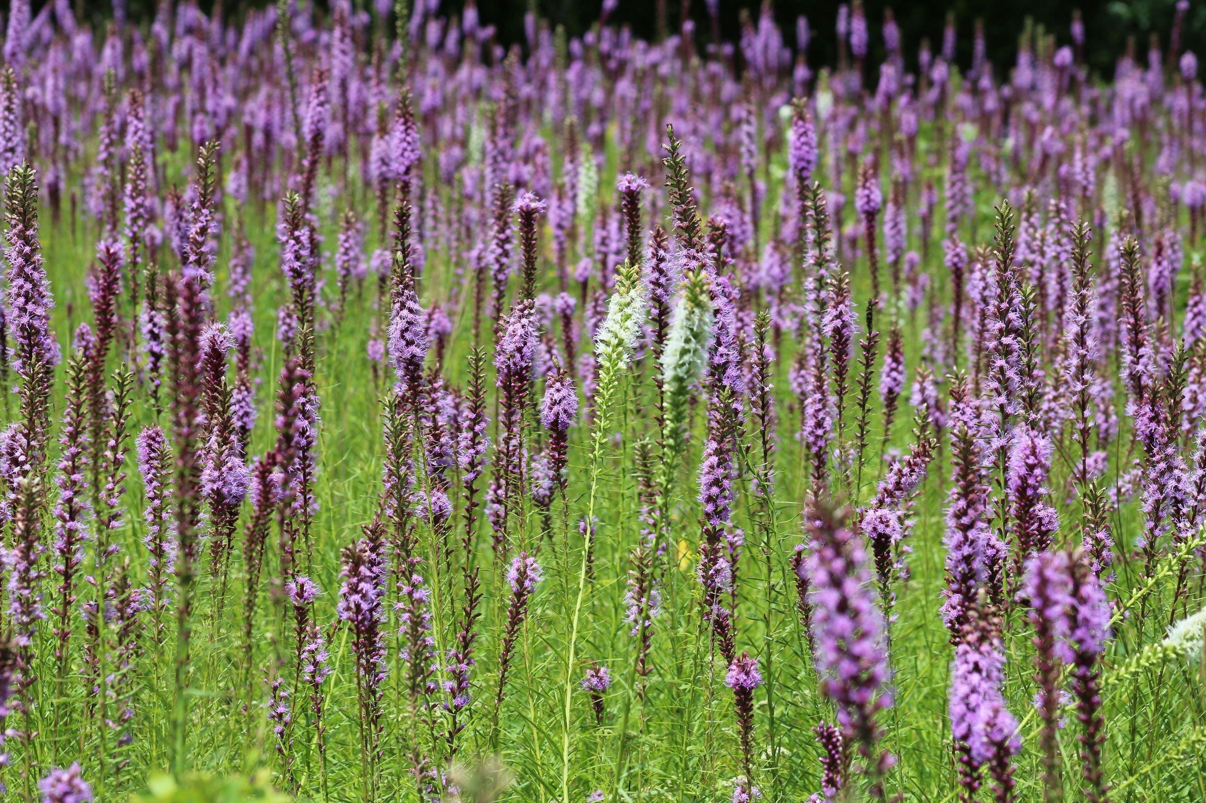 Photo by BloomChemist