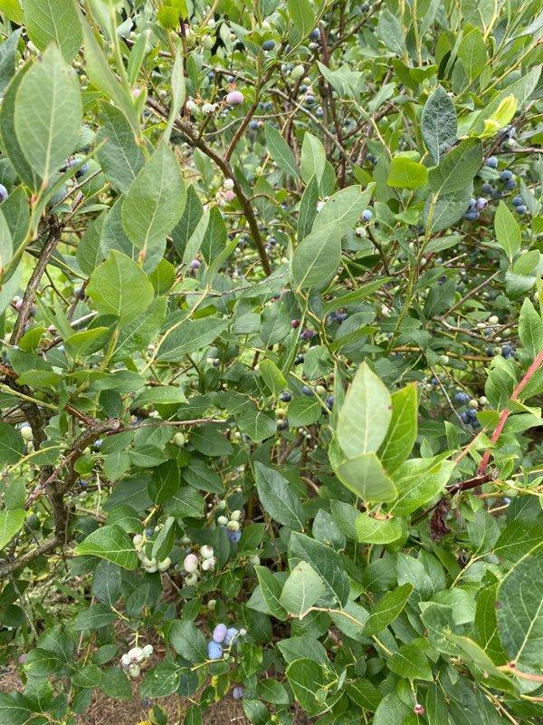 Blueberries of Indiana