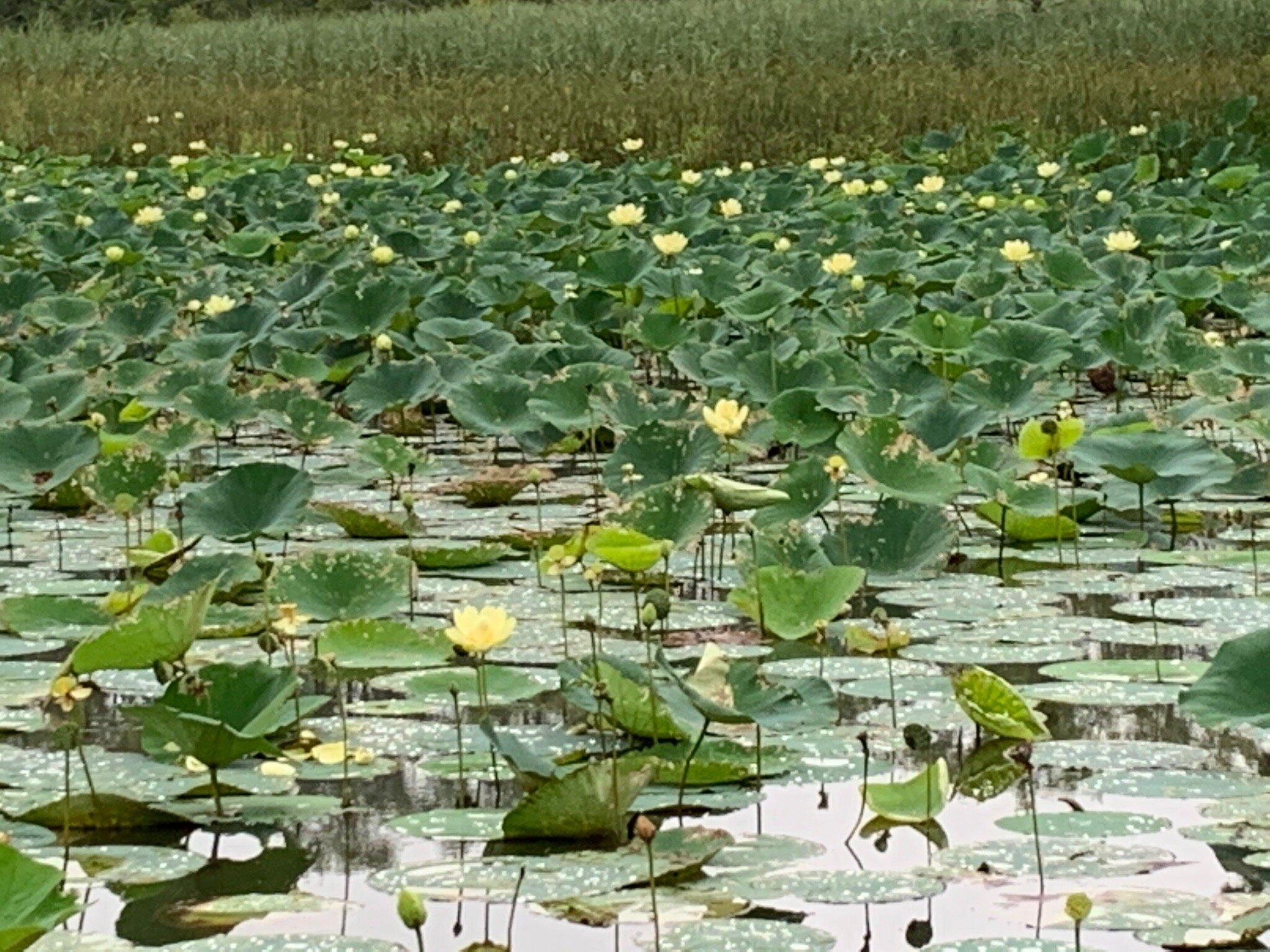 Lotus Garden Park