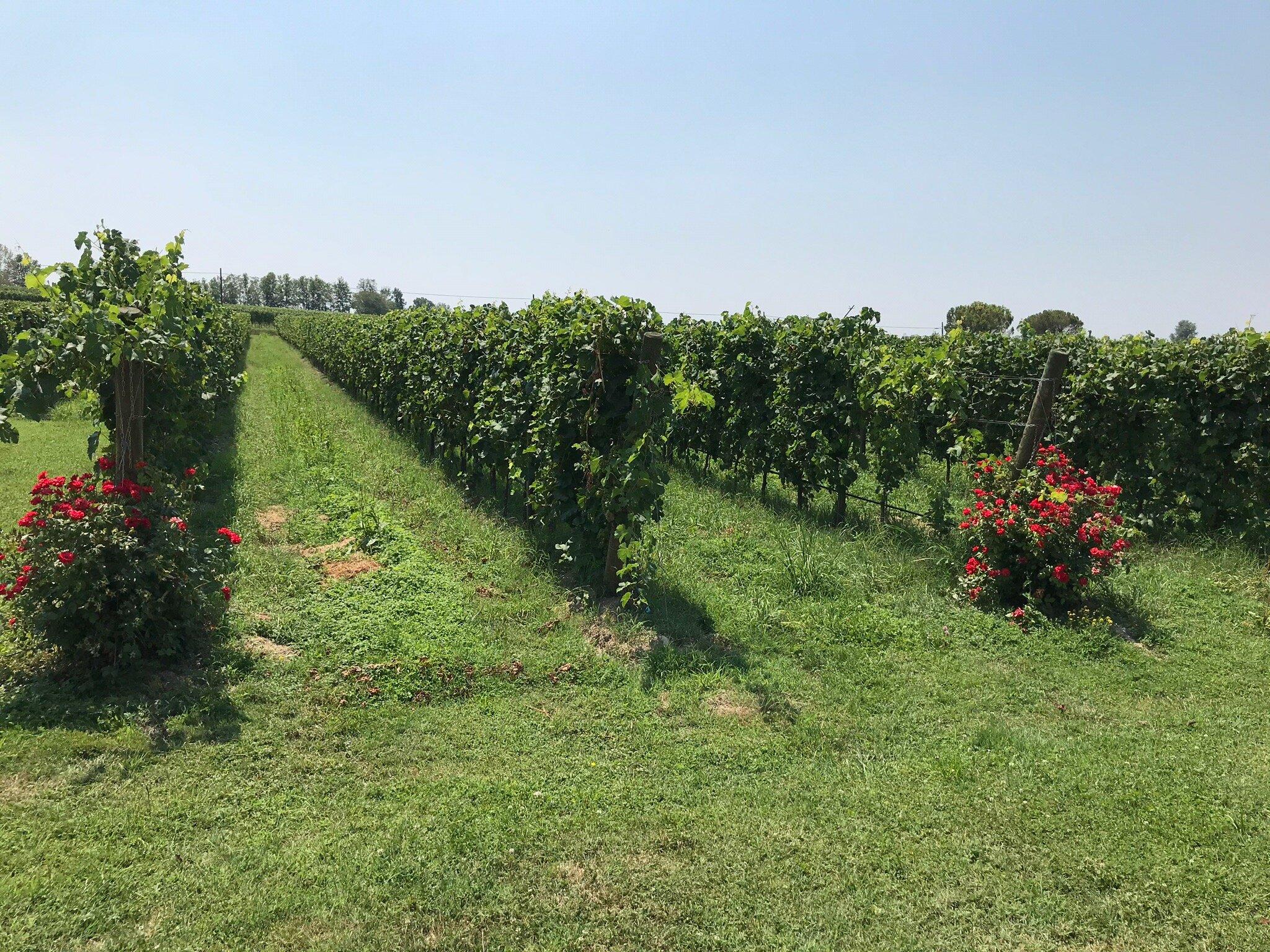 Azienda Agricola Bulgarini - Cantina Bulgarini