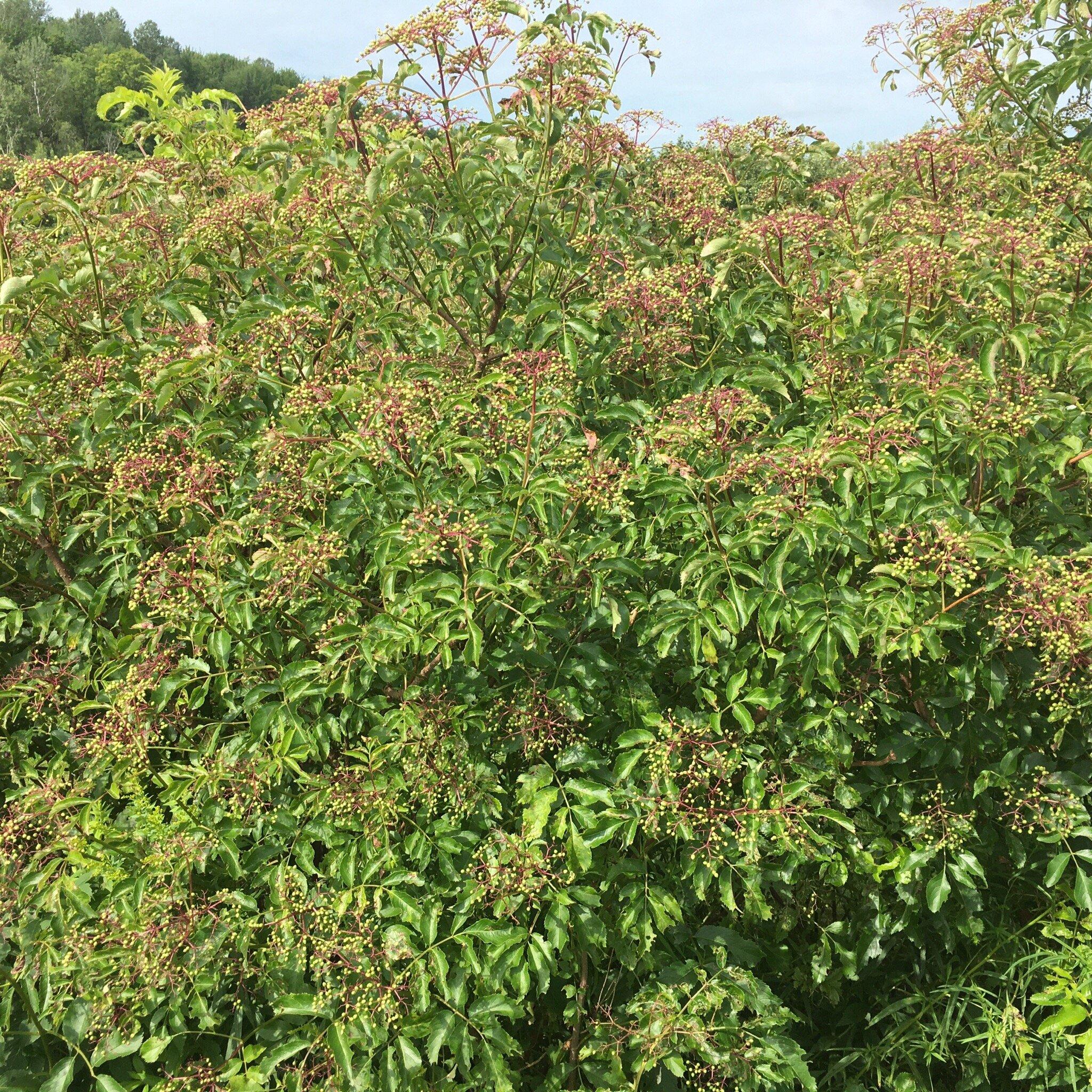 Vitalité Sureau Elderberry