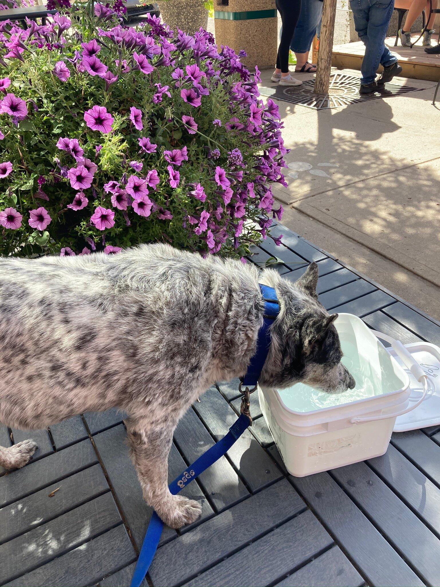 Black Mountain Roasters