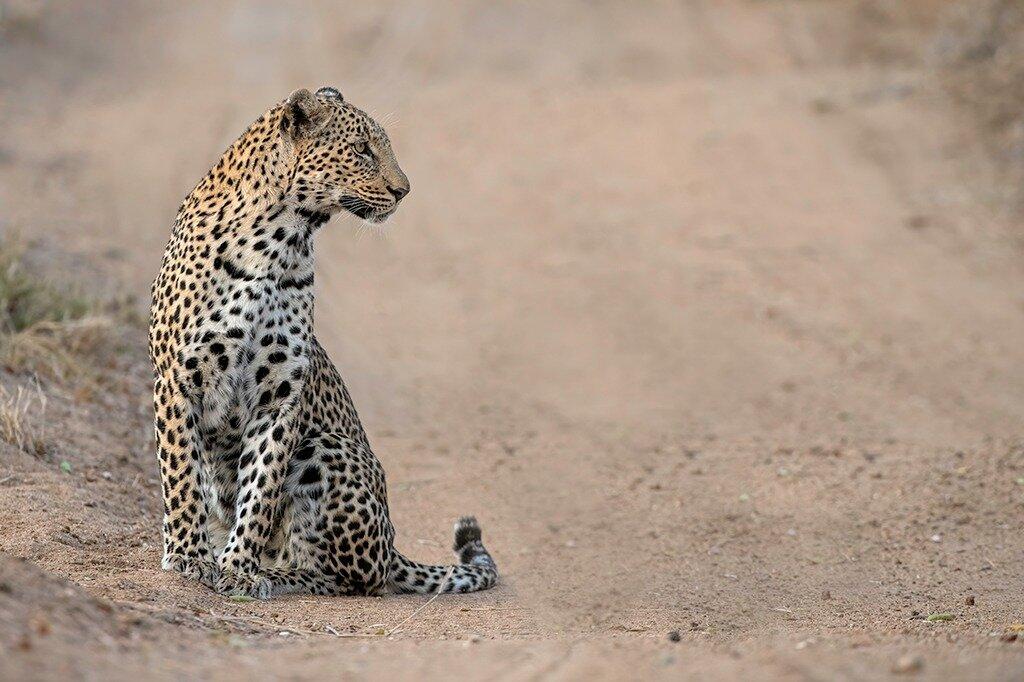 Lekanyane Photo Safaris