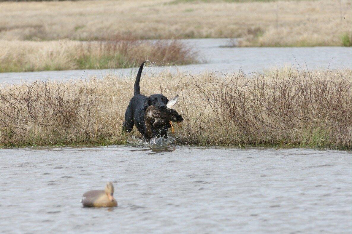 Stellar Retrievers North