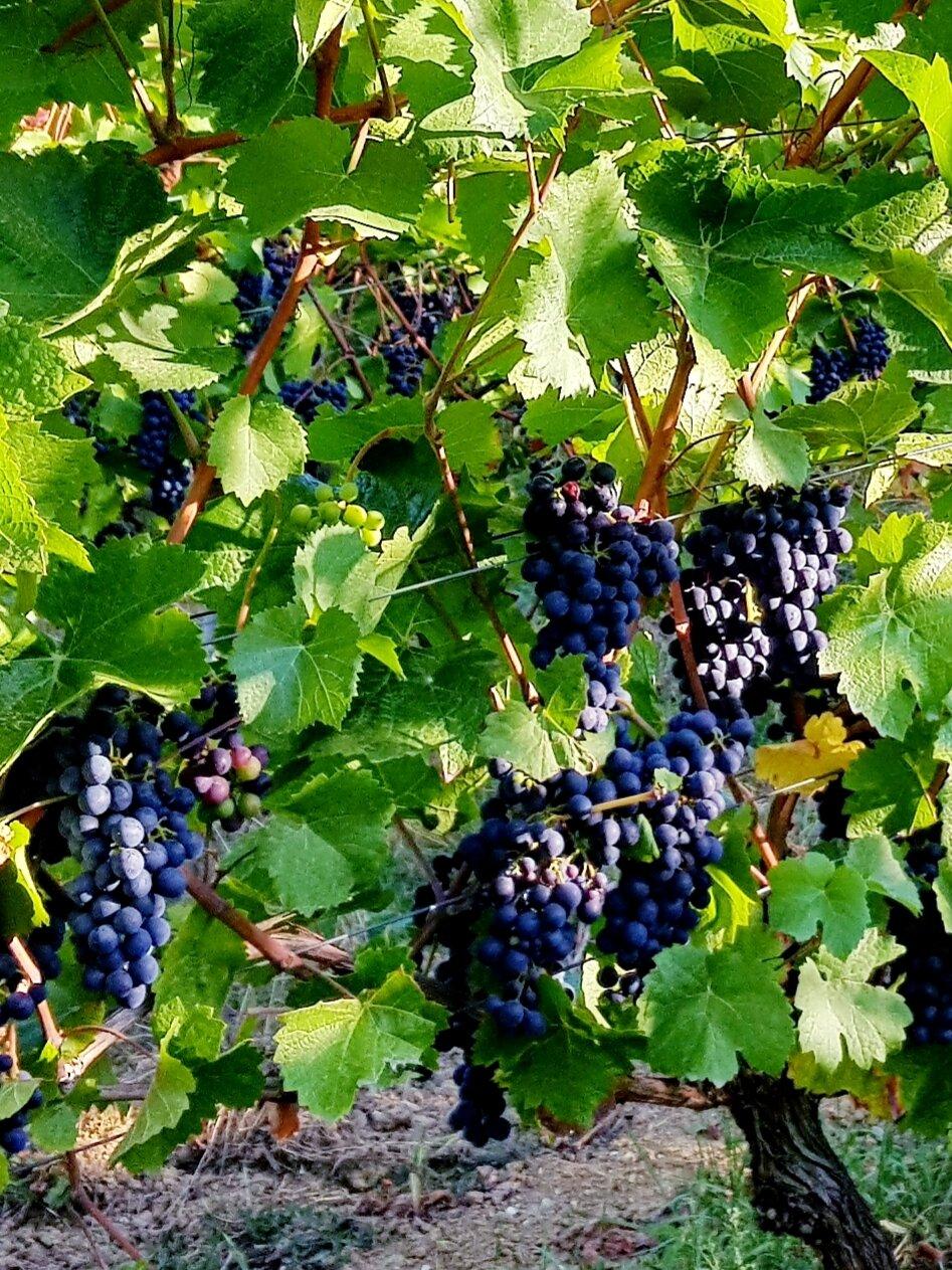 Weingut Friedel Russler