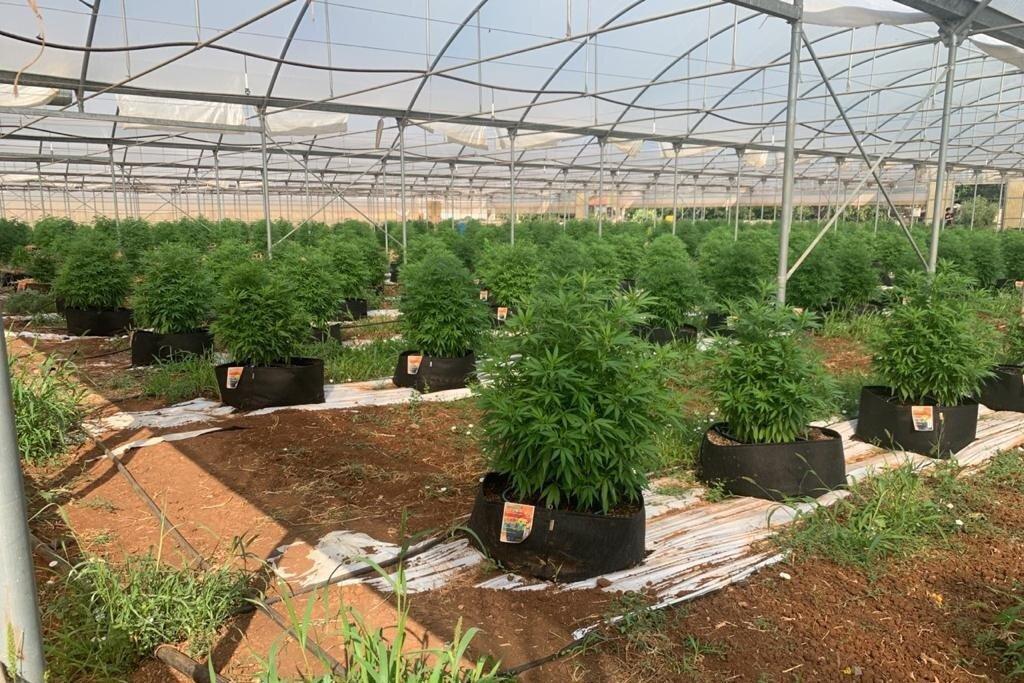 Bear Bush - Botanical Grow Touring Collective