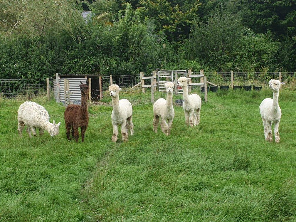 Woodlands Alpacas