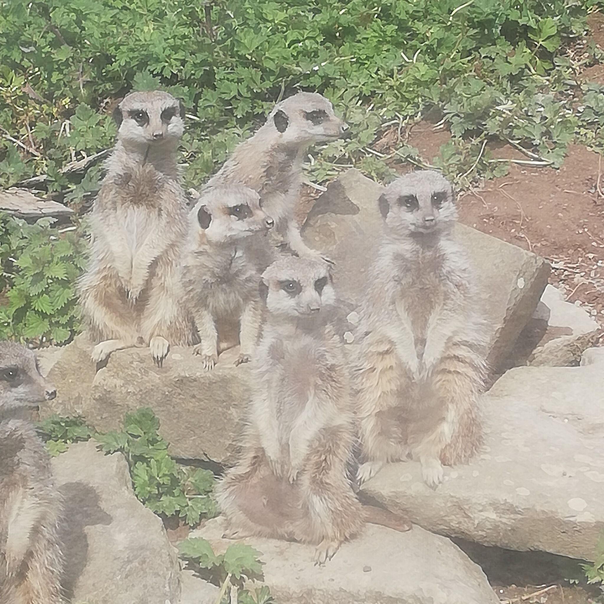 Wild Encounters Mini Zoo