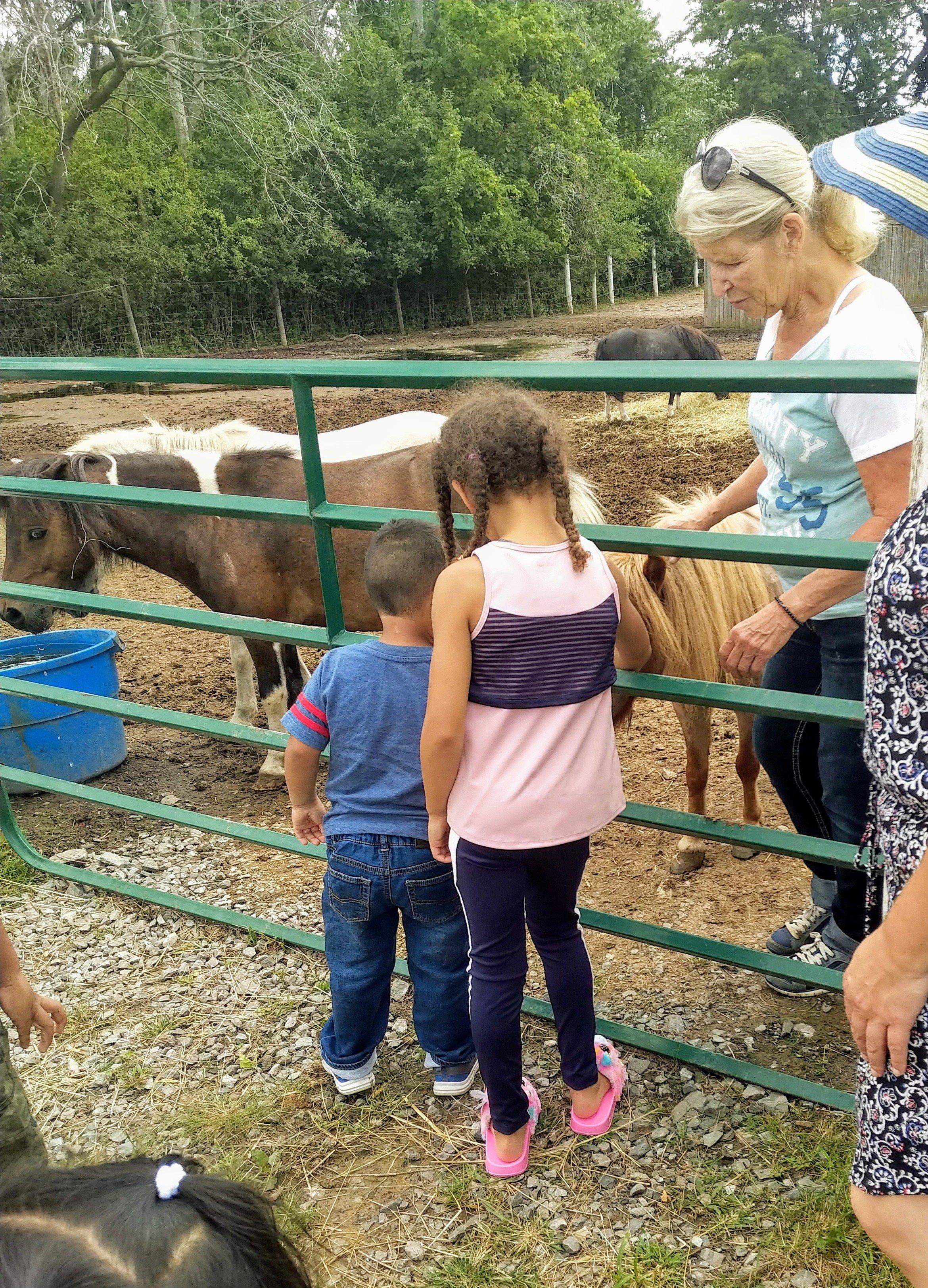 Last Chance Horse and Pony Rescue