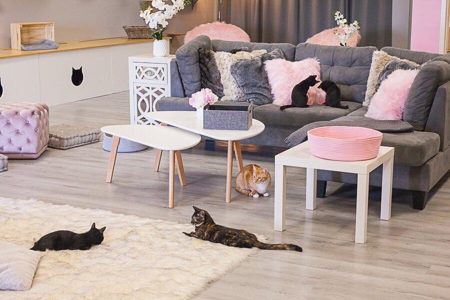 Frisky Cat Cafe