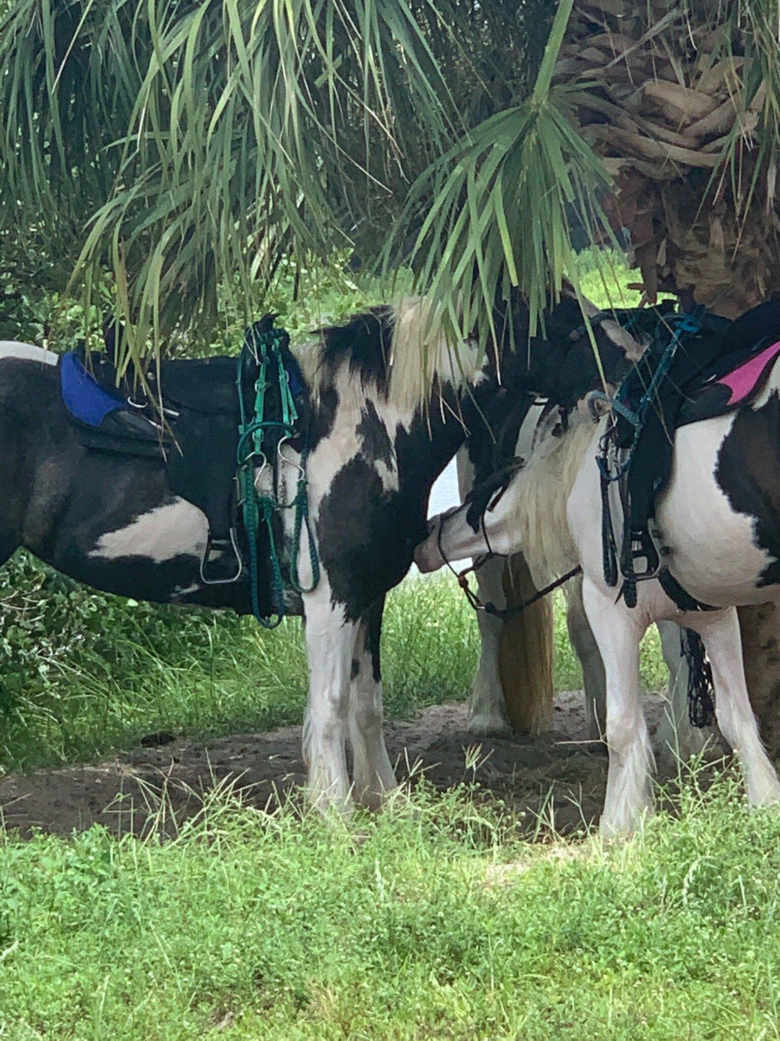 Palma Sola Causeway Park