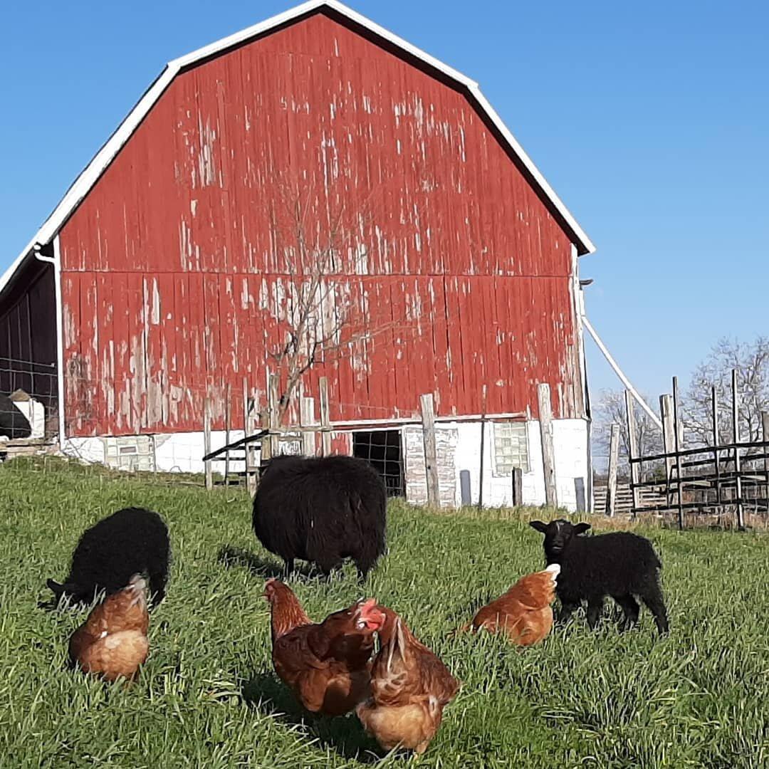 Telderer's Rainbows End Farm