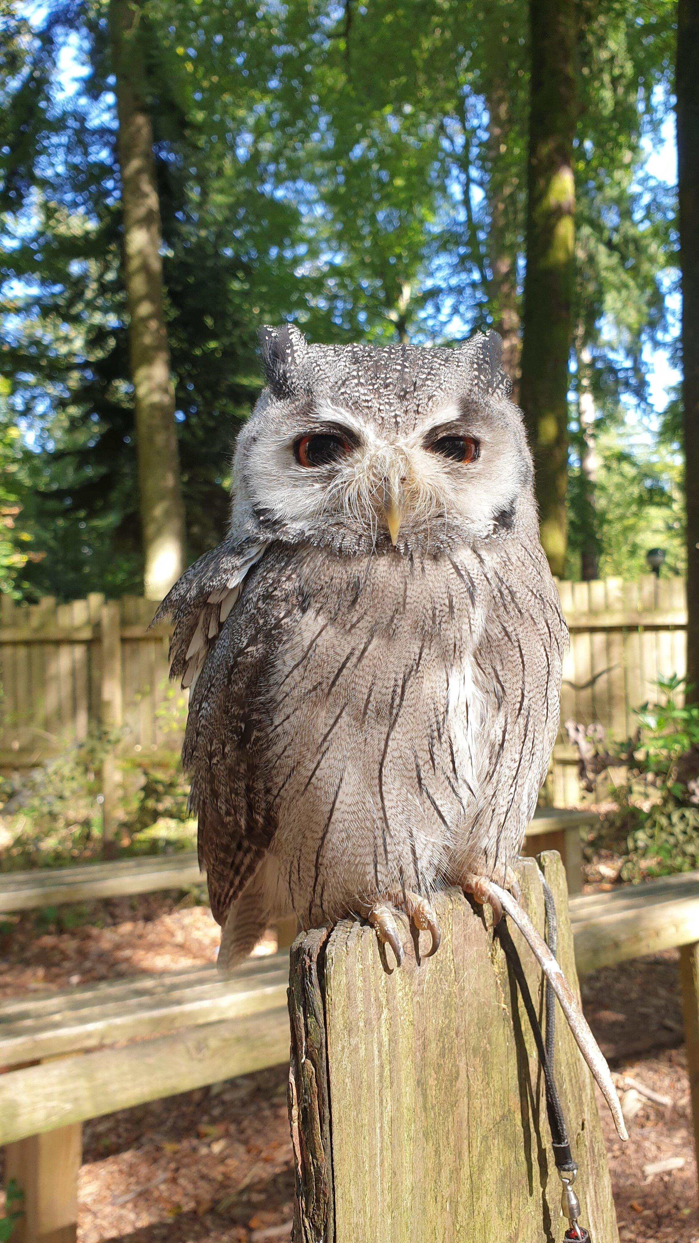 The Phoenix Bar and Eatery