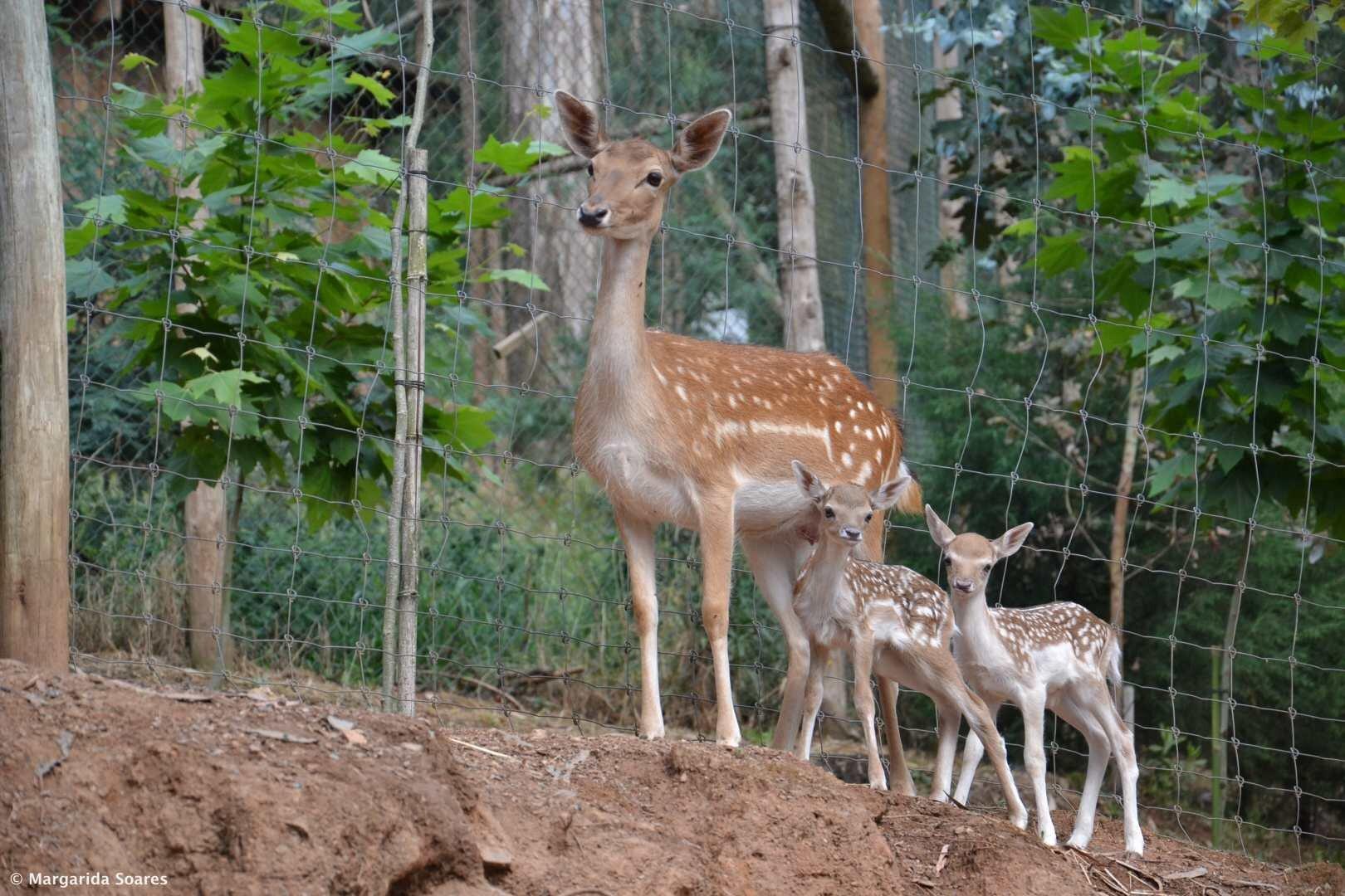 Ecological Park Serra Da Lousã