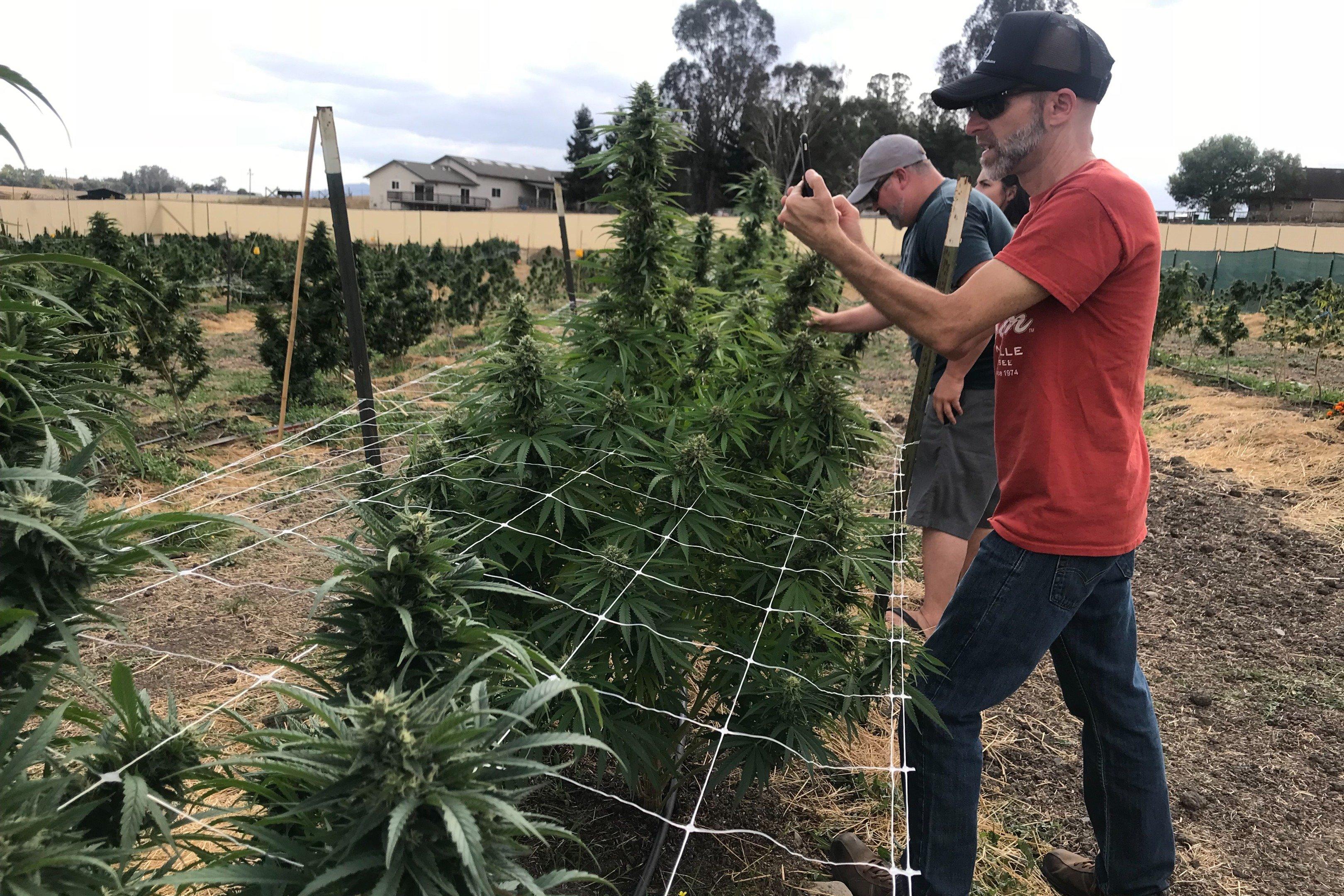 Green Dream Cannabis Tours