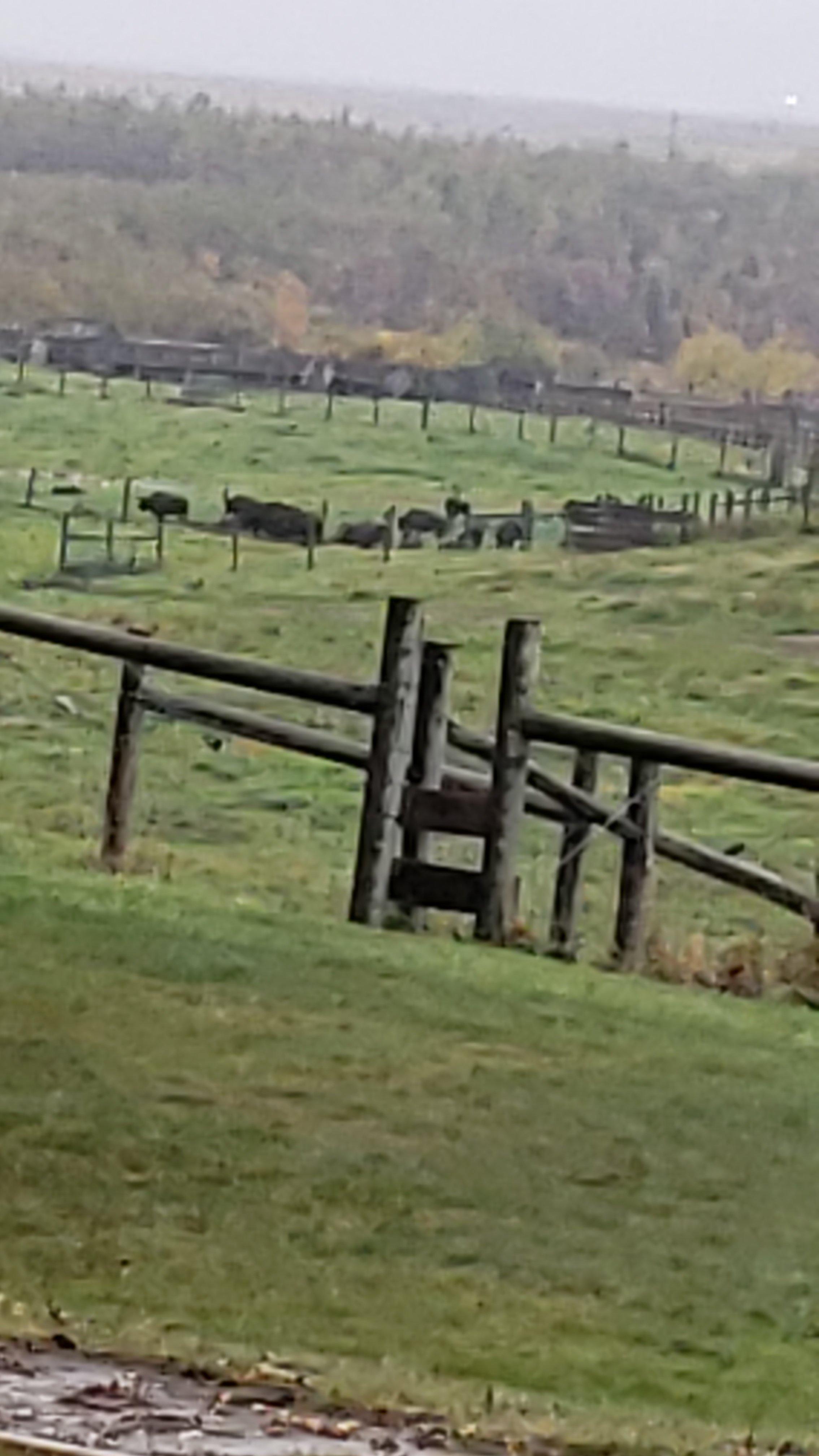 The Wood Buffalo Viewing Point and Bison Sanctuary