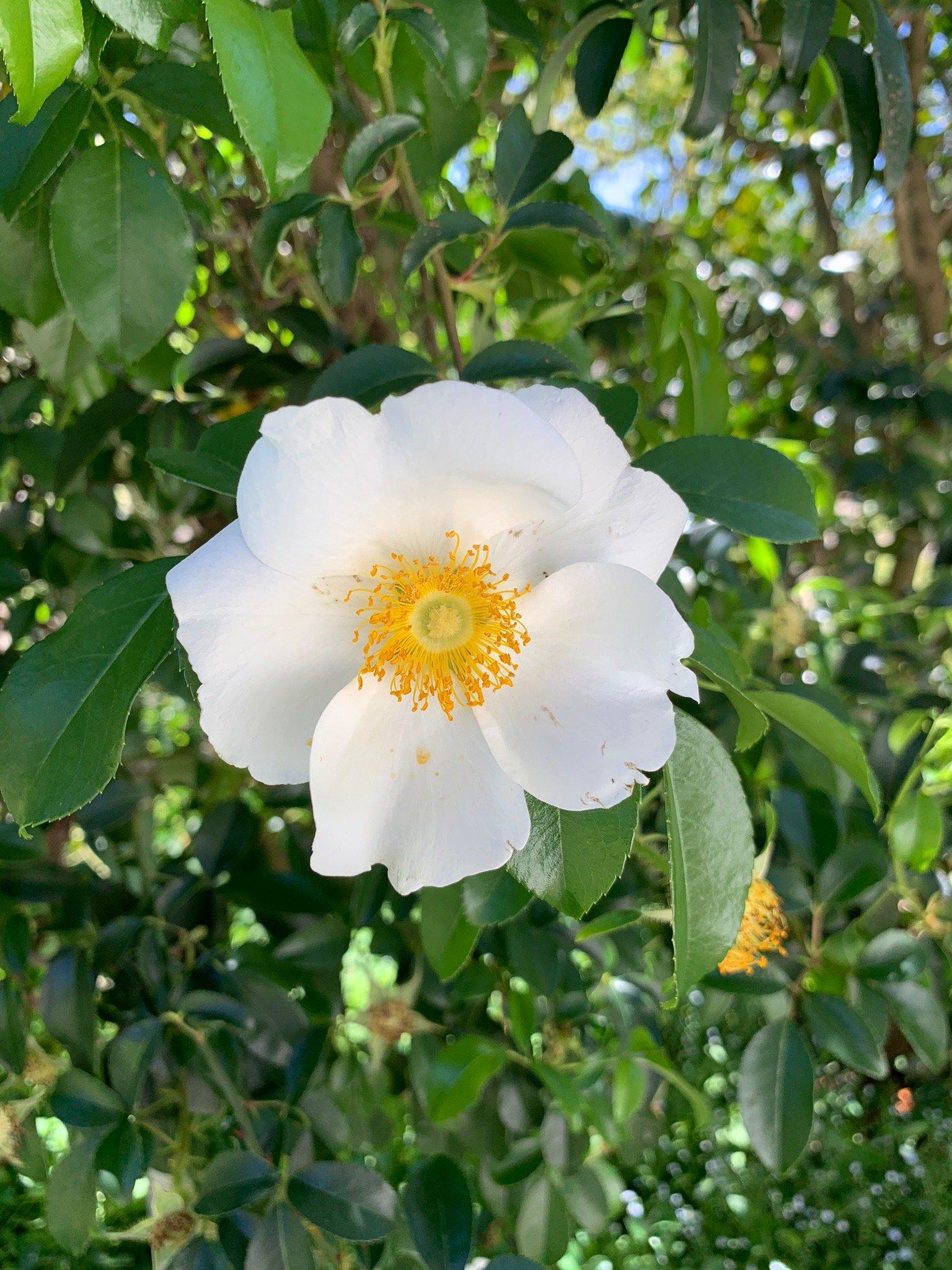 Eryldene Historic House and Garden