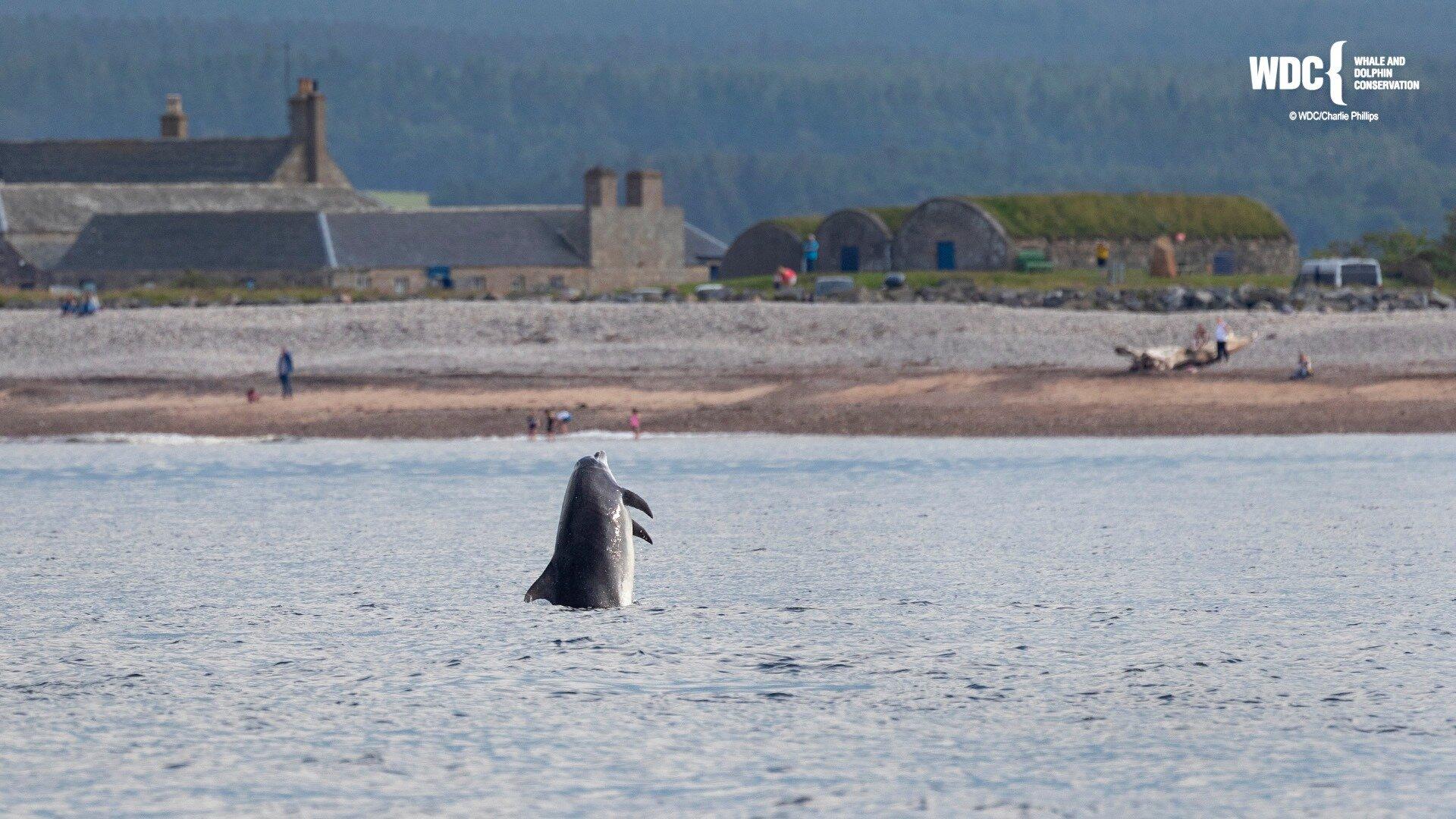 WDC Scottish Dolphin Centre