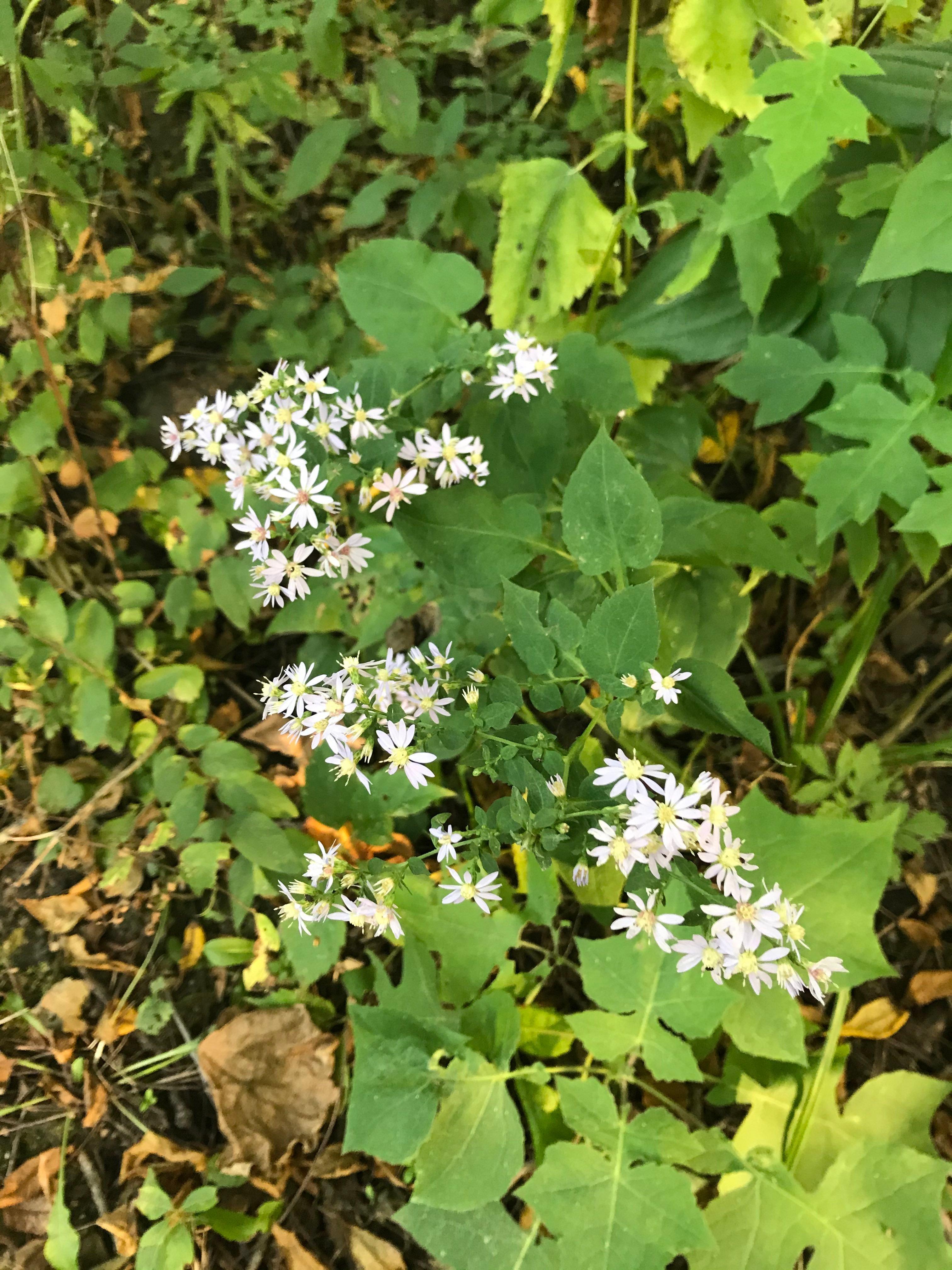 Miesville Ravine Park Reserve