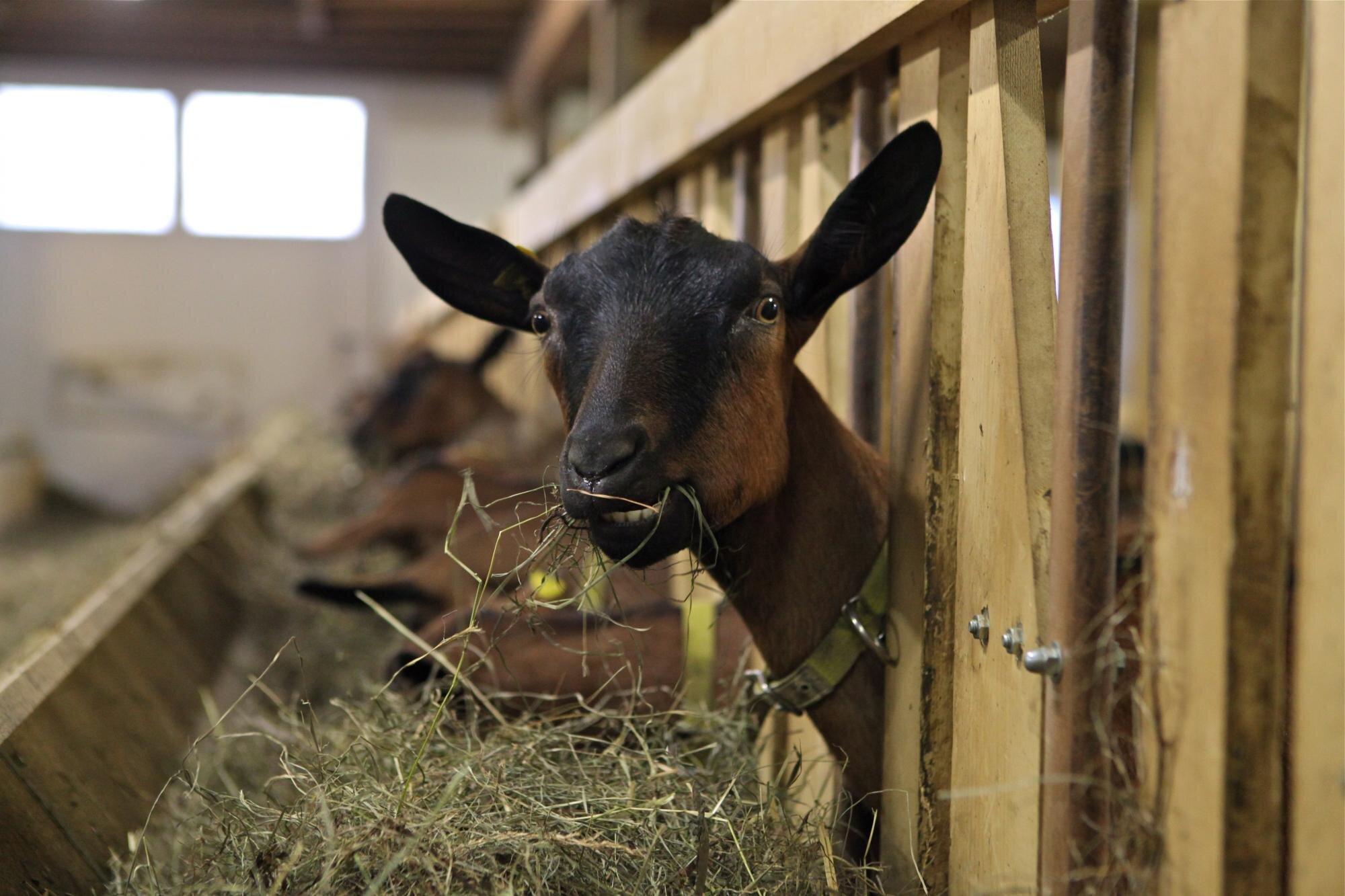 La Chèvrerie Perreten