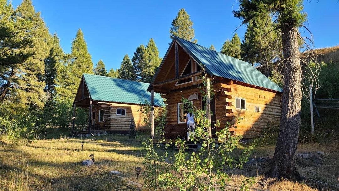 Bison Quest Wildlife Vacations