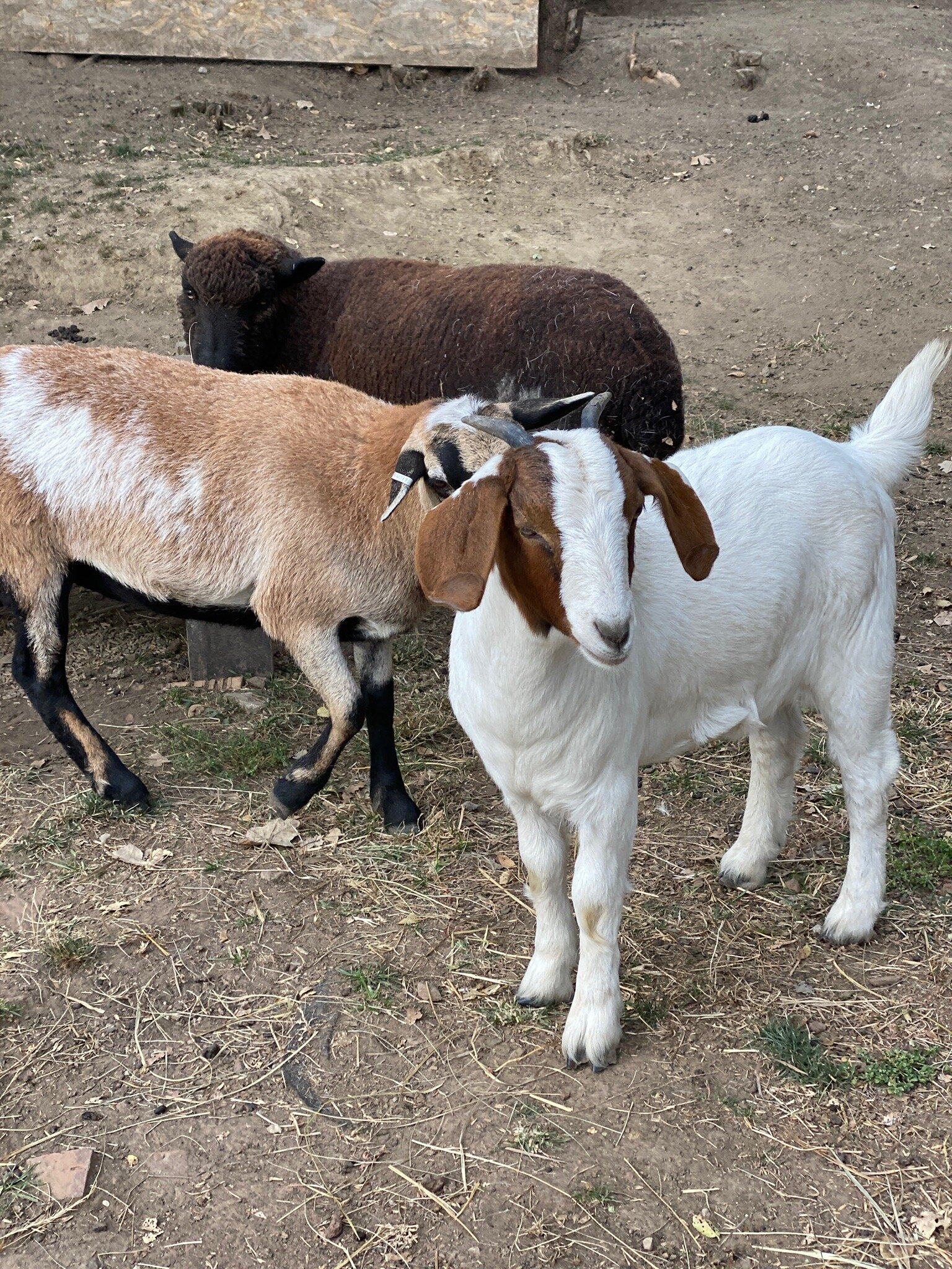 Photo by Traveled402