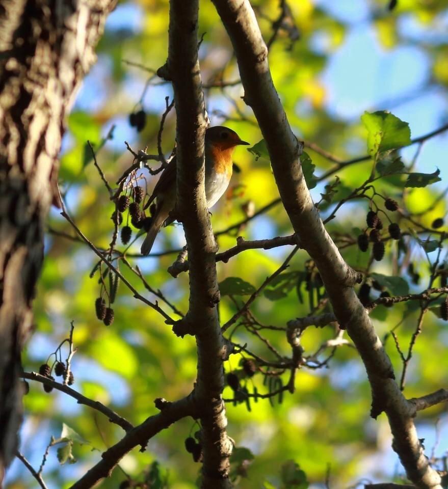 Photo by ivansN6226HP