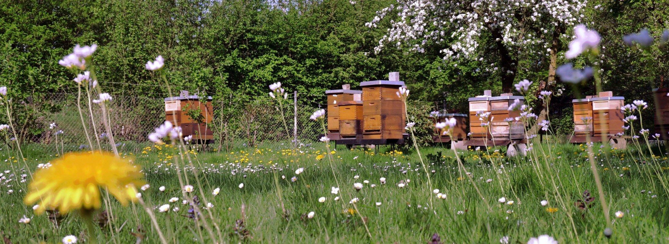 Imkerei Kremer - Honigvogel