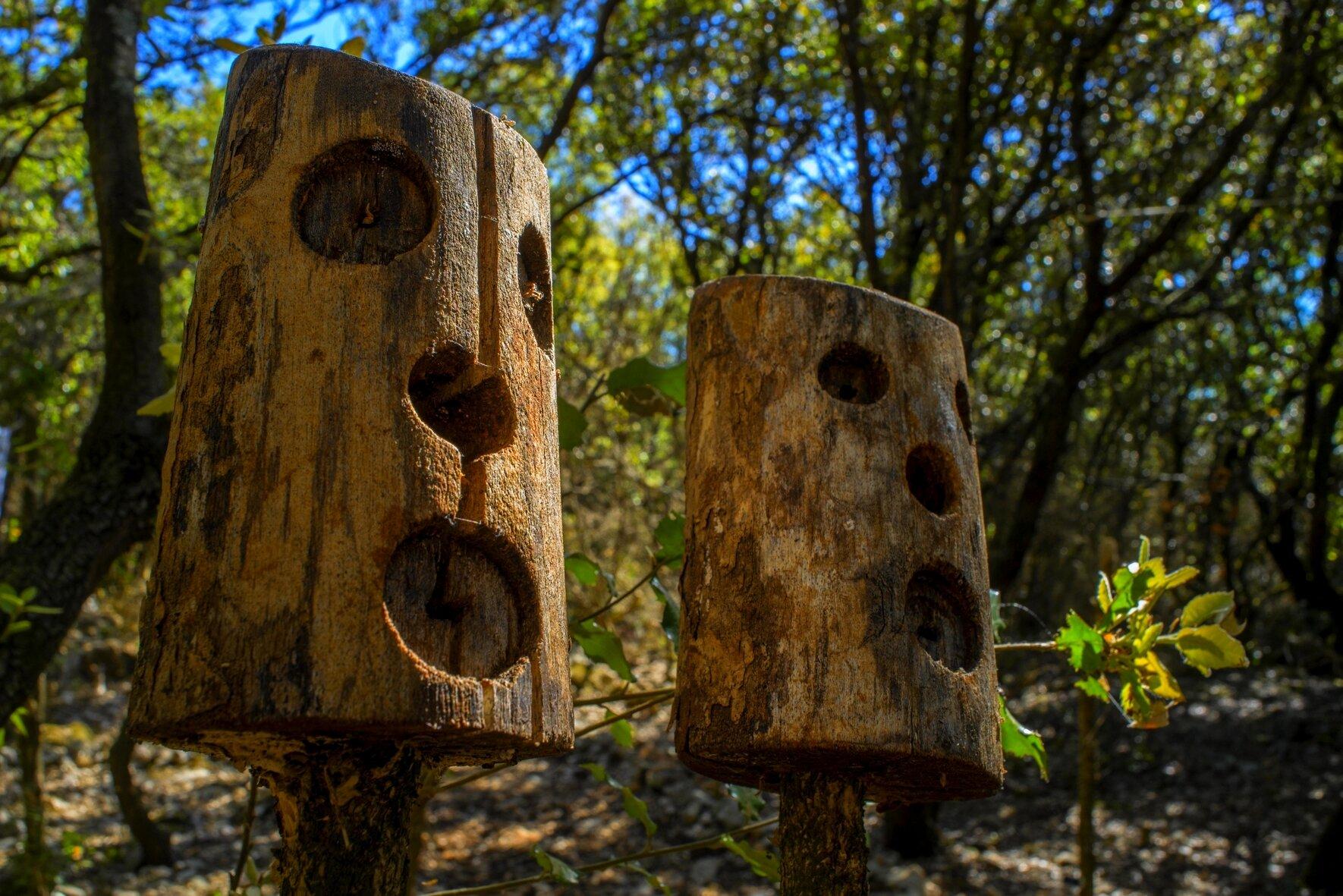 La Foret D'Emile Zarbre