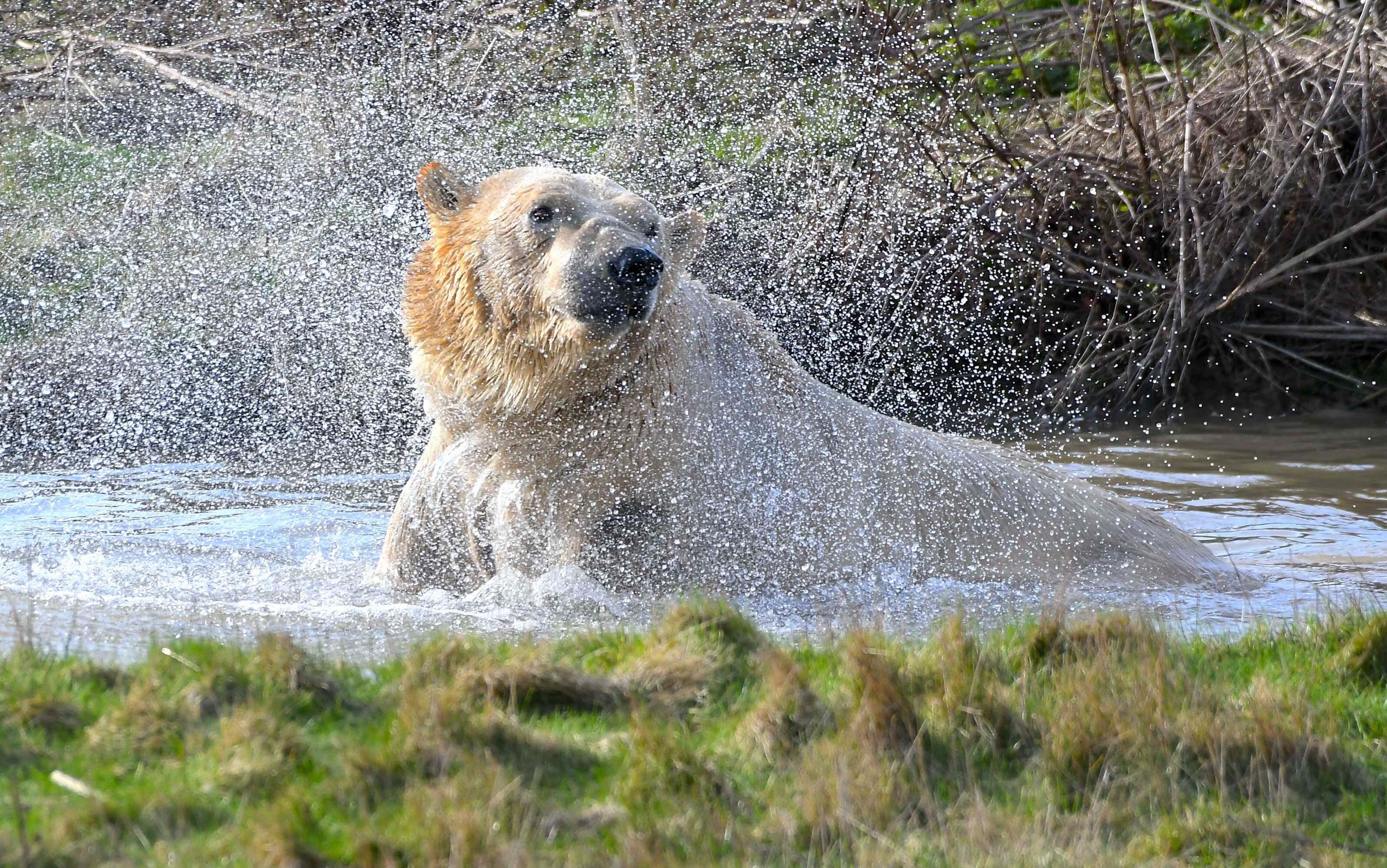 Yorkshire Wildlife Park