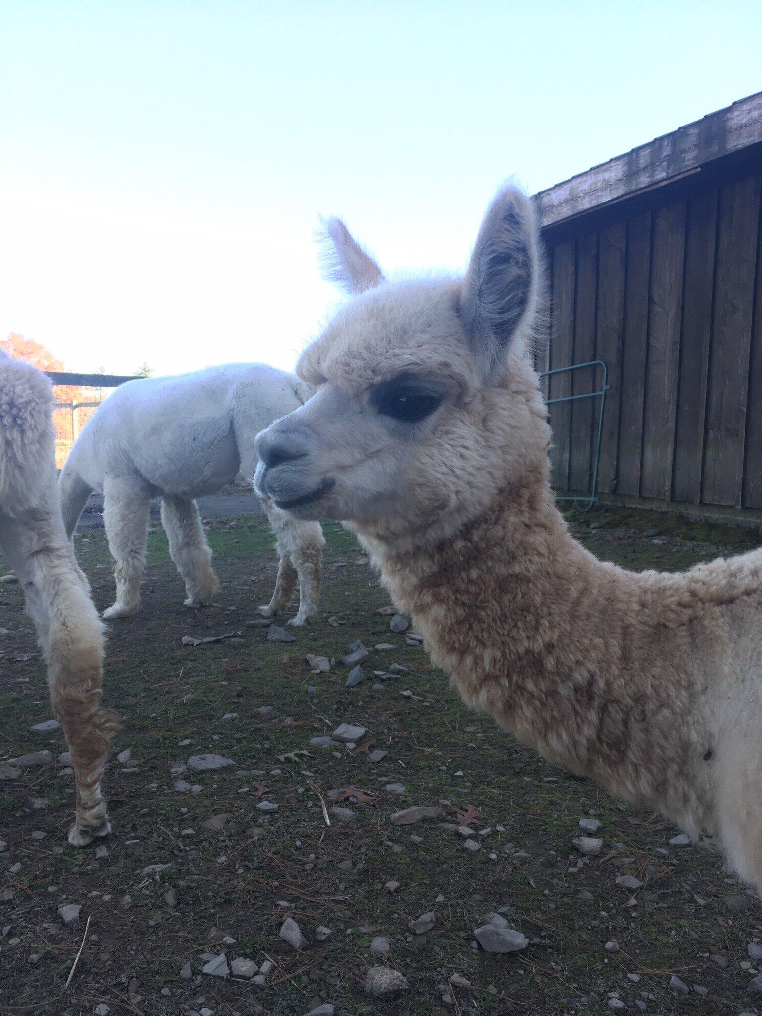Pohopoco Creek Alpacas