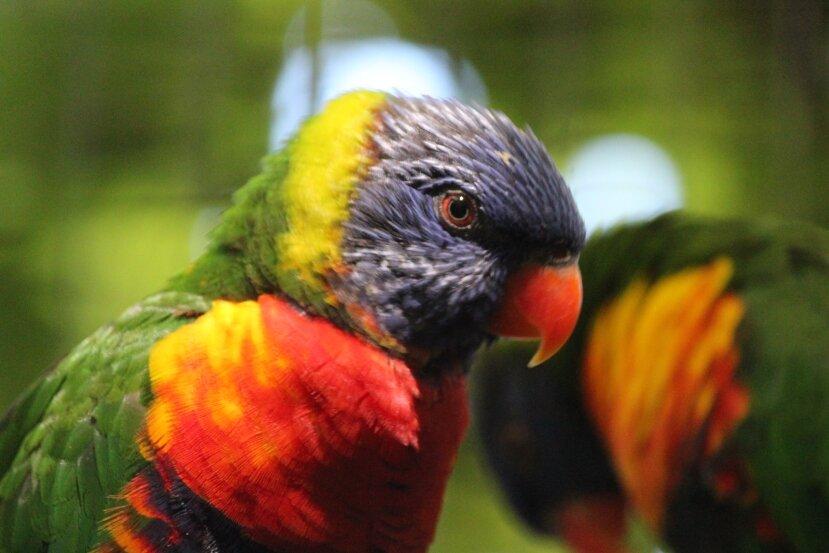 Voliera Con Iori e Ara