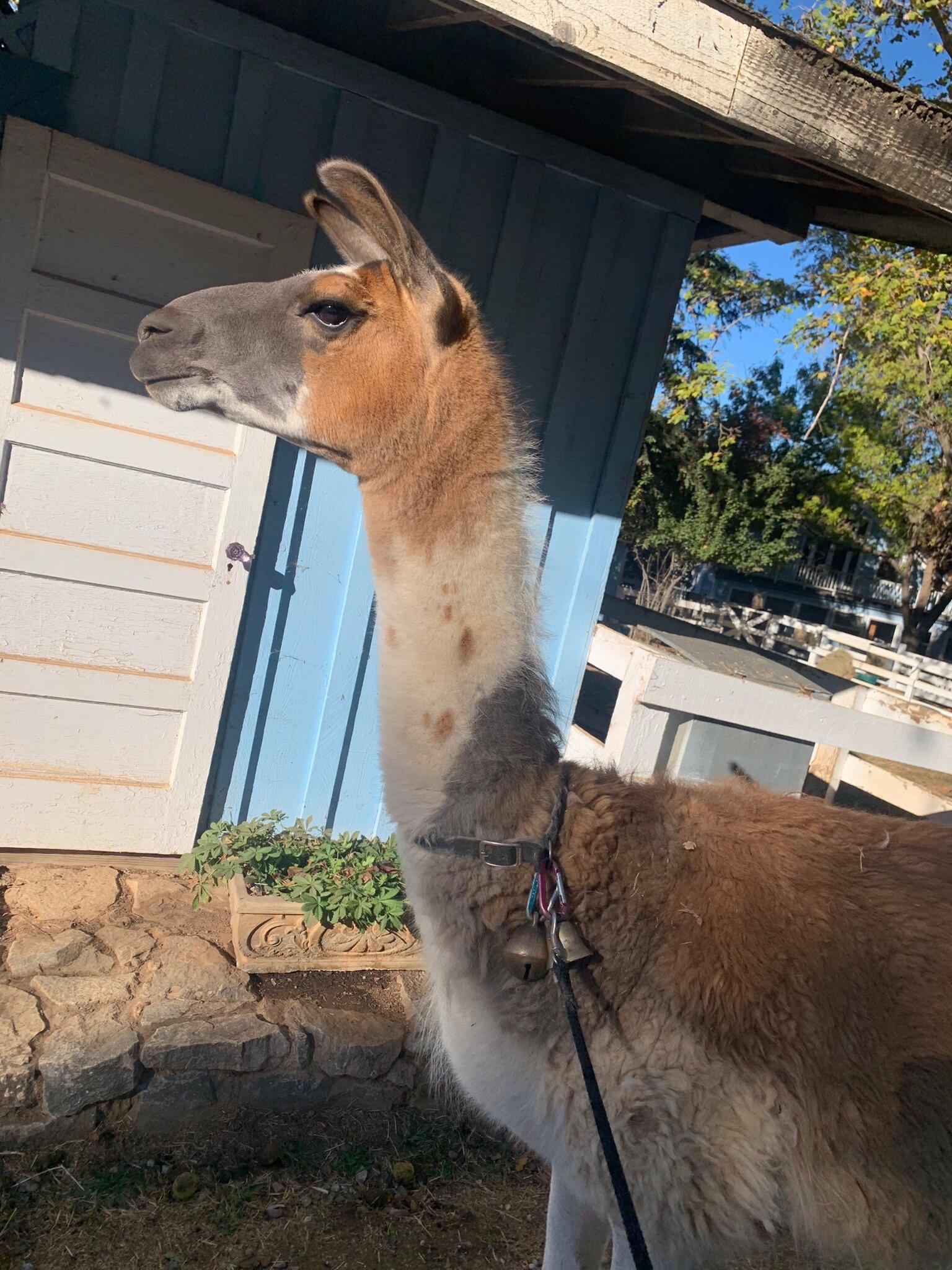 Llamas of Circle Home