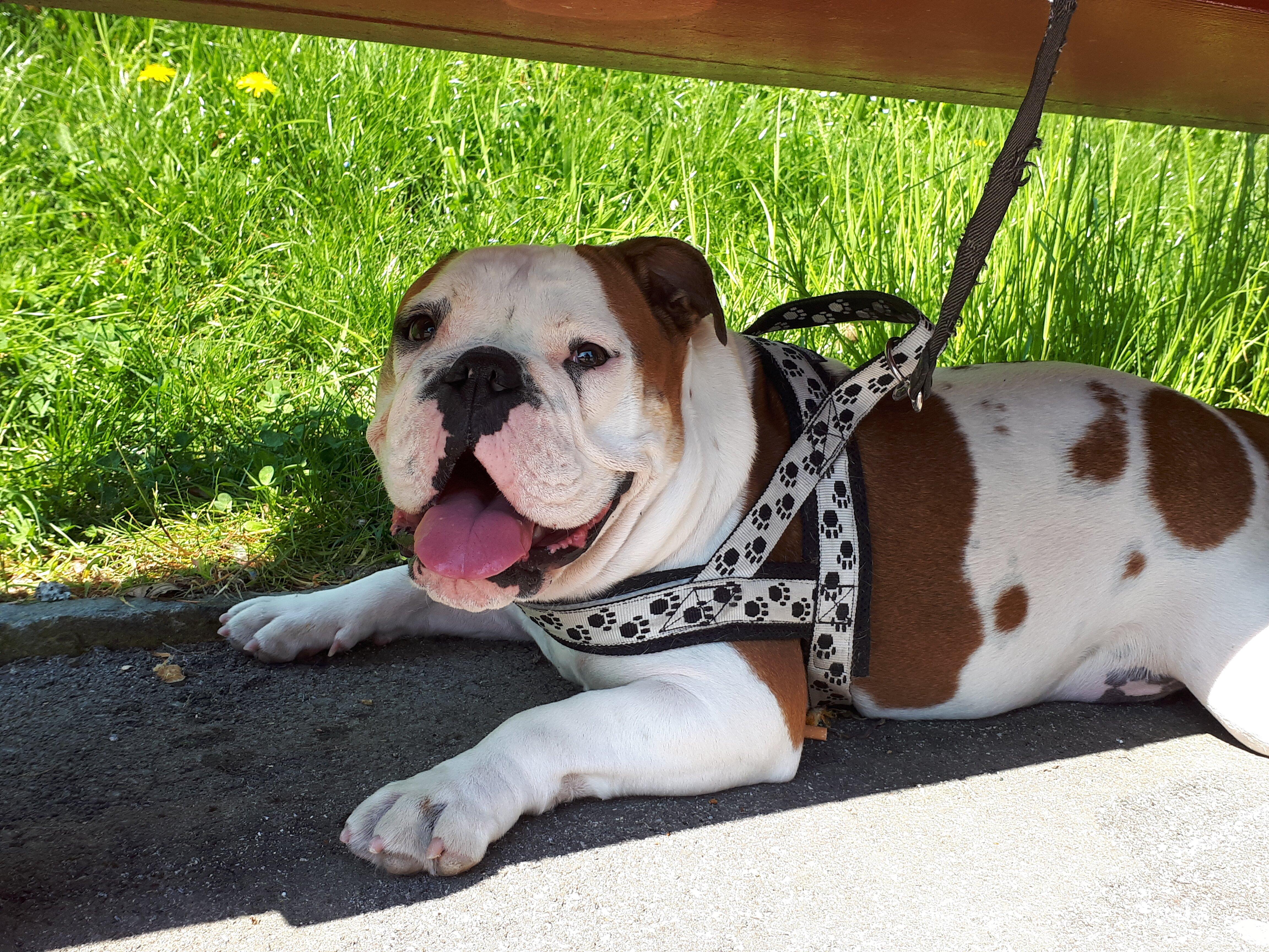 Grillplatz Rheinfall